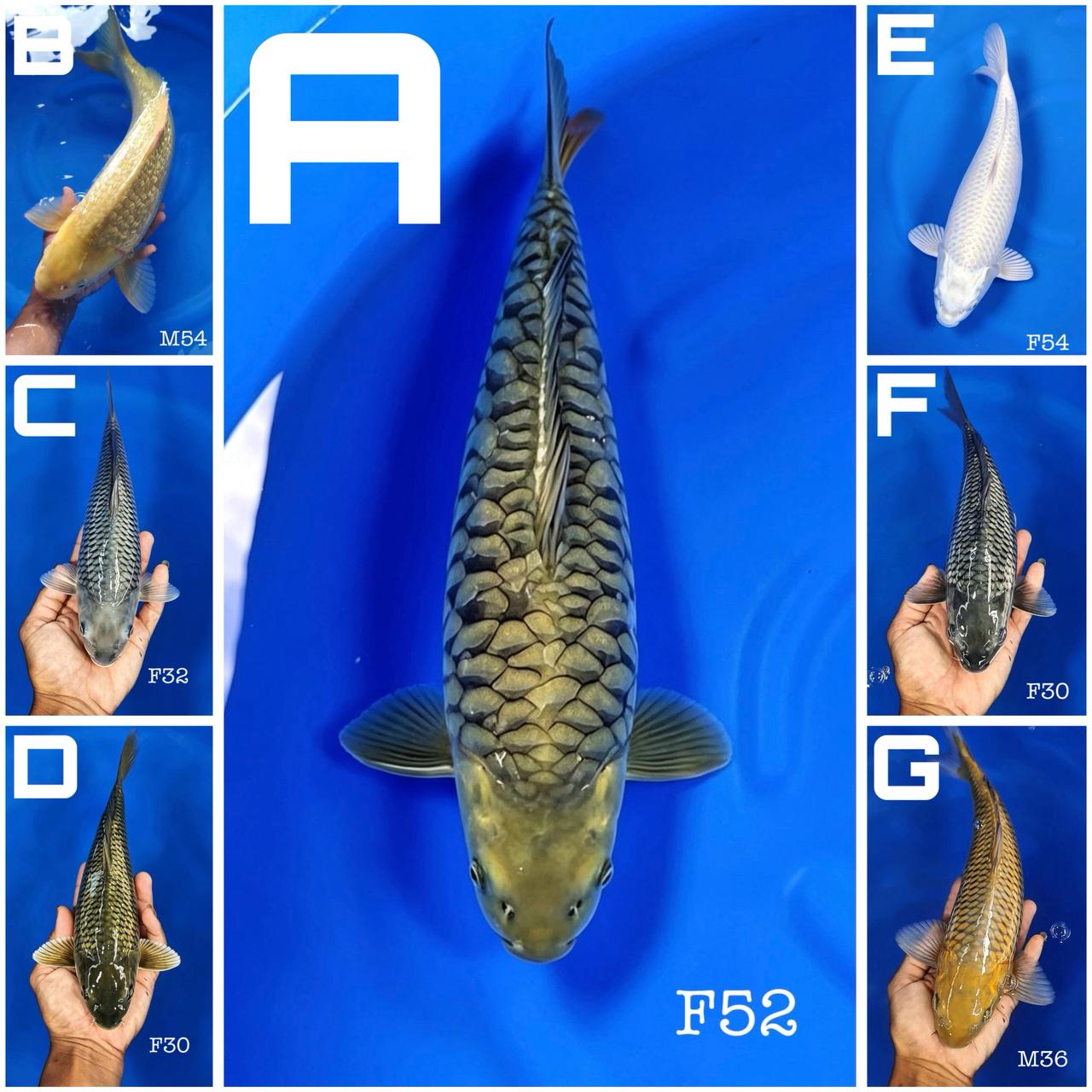 Lelang Koi Online, Jual Beli Ikan Koi, Pasar Koi Terbaik, Agen Lelang Koi, Penawaran Koi Berkualitas, Harga Jual Koi, Lelang Ikan Koi Import, Beli Koi Online, Jual Koi Murah, Koi Showroom, Penjual Koi Terpercaya, Lelang Koi Jakarta, Jual Koi Lokal, Koi Kualitas Unggul, Harga Terbaik Koi, Jual Koi Indukan, Lelang Ikan Hias Koi, Pasar Koi Indonesia, Beli Koi Berkualitas Tinggi, Koi Farm Terbesar, Jual Beli Koi Impor, Lelang Ikan Koi Kualitas Premium, Daftar Harga Koi Terbaru, Pusat Jual Beli Koi, Info Lelang Koi Hari Ini.