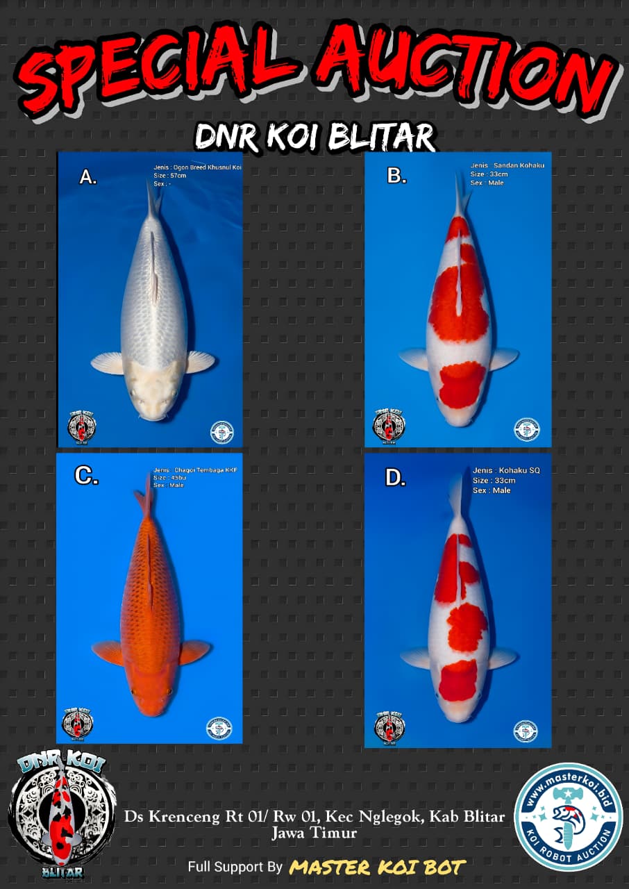 Lelang Koi Online, Jual Beli Ikan Koi, Pasar Koi Terbaik, Agen Lelang Koi, Penawaran Koi Berkualitas, Harga Jual Koi, Lelang Ikan Koi Import, Beli Koi Online, Jual Koi Murah, Koi Showroom, Penjual Koi Terpercaya, Lelang Koi Jakarta, Jual Koi Lokal, Koi Kualitas Unggul, Harga Terbaik Koi, Jual Koi Indukan, Lelang Ikan Hias Koi, Pasar Koi Indonesia, Beli Koi Berkualitas Tinggi, Koi Farm Terbesar, Jual Beli Koi Impor, Lelang Ikan Koi Kualitas Premium, Daftar Harga Koi Terbaru, Pusat Jual Beli Koi, Info Lelang Koi Hari Ini.
