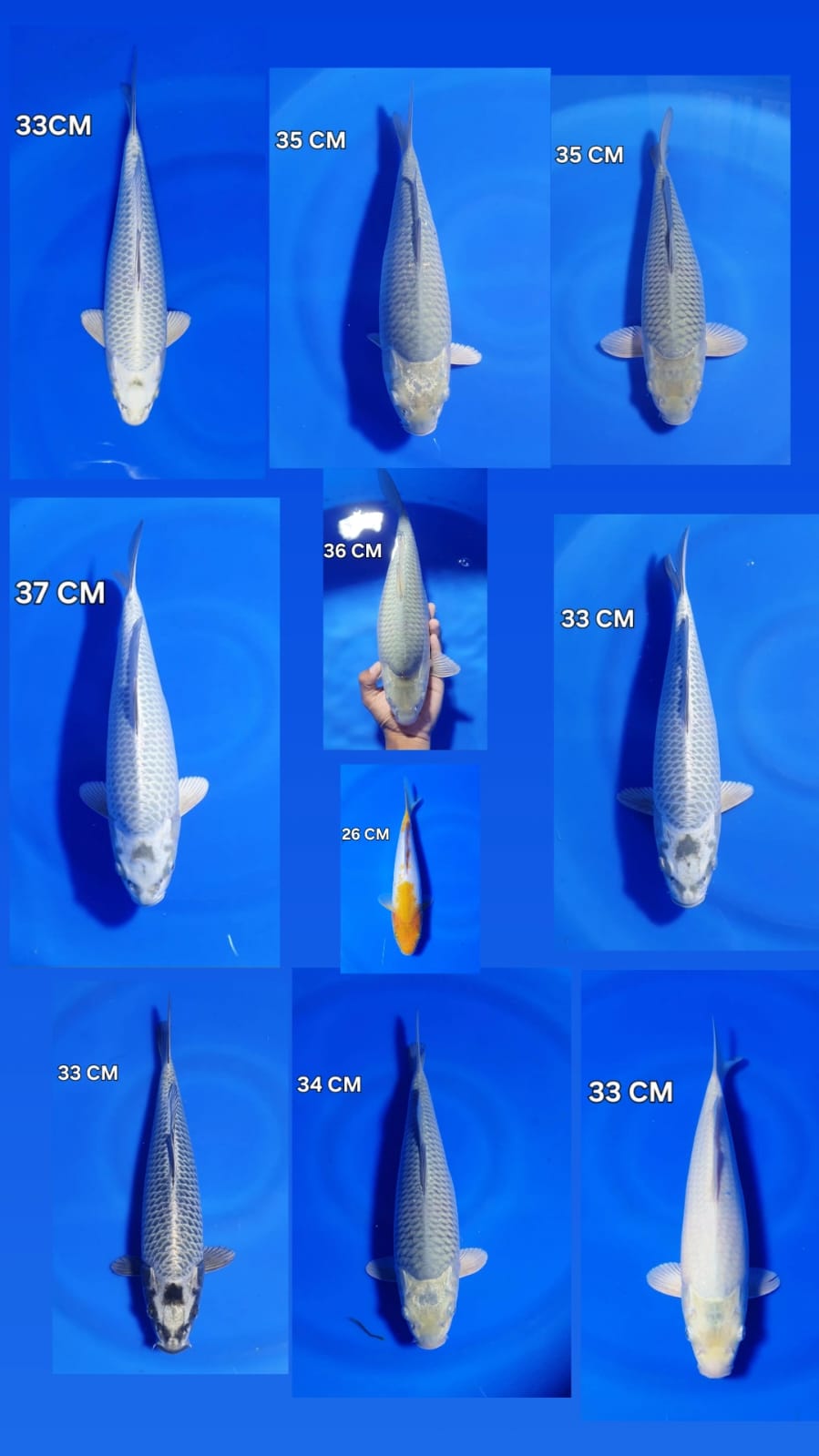 Lelang Koi Online, Jual Beli Ikan Koi, Pasar Koi Terbaik, Agen Lelang Koi, Penawaran Koi Berkualitas, Harga Jual Koi, Lelang Ikan Koi Import, Beli Koi Online, Jual Koi Murah, Koi Showroom, Penjual Koi Terpercaya, Lelang Koi Jakarta, Jual Koi Lokal, Koi Kualitas Unggul, Harga Terbaik Koi, Jual Koi Indukan, Lelang Ikan Hias Koi, Pasar Koi Indonesia, Beli Koi Berkualitas Tinggi, Koi Farm Terbesar, Jual Beli Koi Impor, Lelang Ikan Koi Kualitas Premium, Daftar Harga Koi Terbaru, Pusat Jual Beli Koi, Info Lelang Koi Hari Ini.