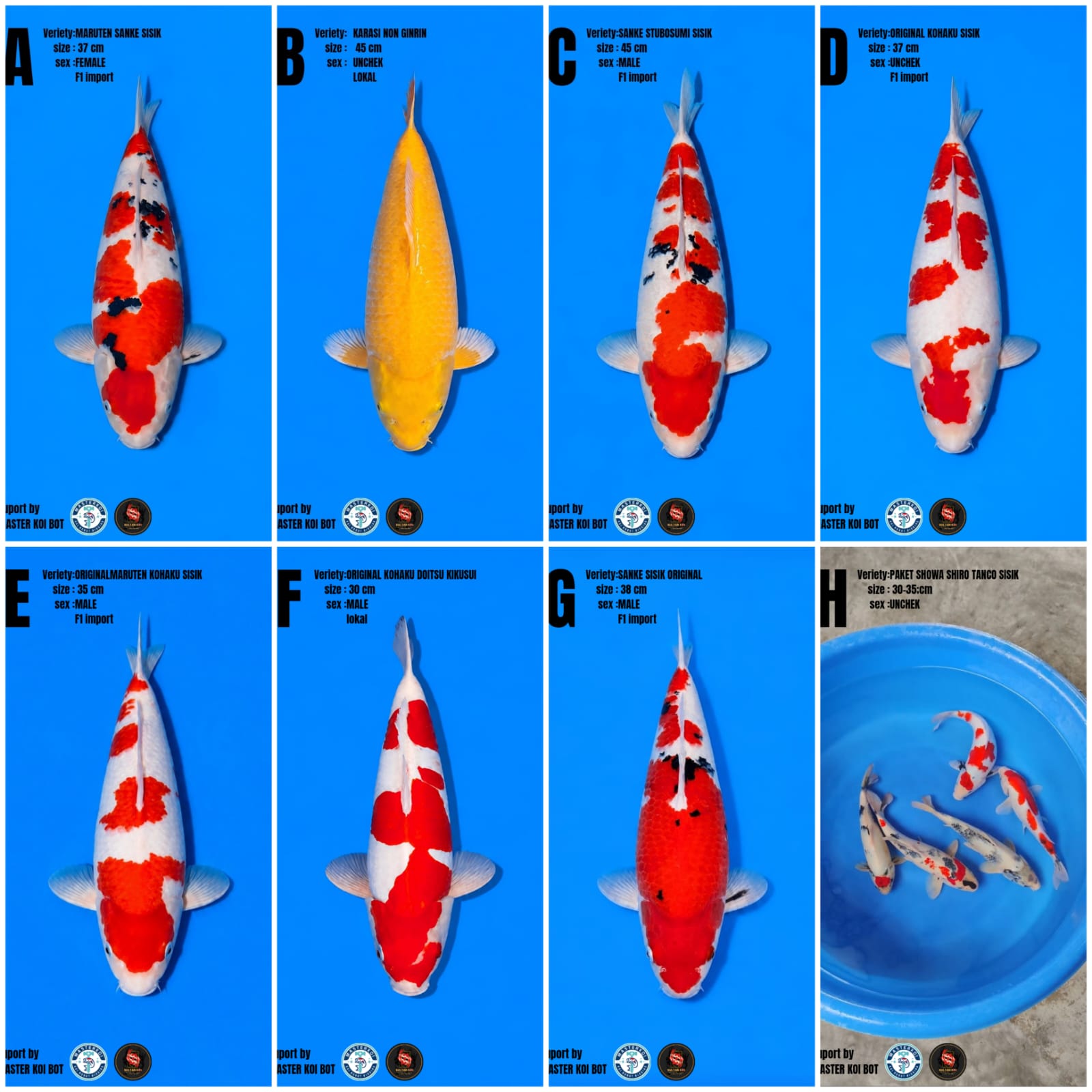 Lelang Koi Online, Jual Beli Ikan Koi, Pasar Koi Terbaik, Agen Lelang Koi, Penawaran Koi Berkualitas, Harga Jual Koi, Lelang Ikan Koi Import, Beli Koi Online, Jual Koi Murah, Koi Showroom, Penjual Koi Terpercaya, Lelang Koi Jakarta, Jual Koi Lokal, Koi Kualitas Unggul, Harga Terbaik Koi, Jual Koi Indukan, Lelang Ikan Hias Koi, Pasar Koi Indonesia, Beli Koi Berkualitas Tinggi, Koi Farm Terbesar, Jual Beli Koi Impor, Lelang Ikan Koi Kualitas Premium, Daftar Harga Koi Terbaru, Pusat Jual Beli Koi, Info Lelang Koi Hari Ini.