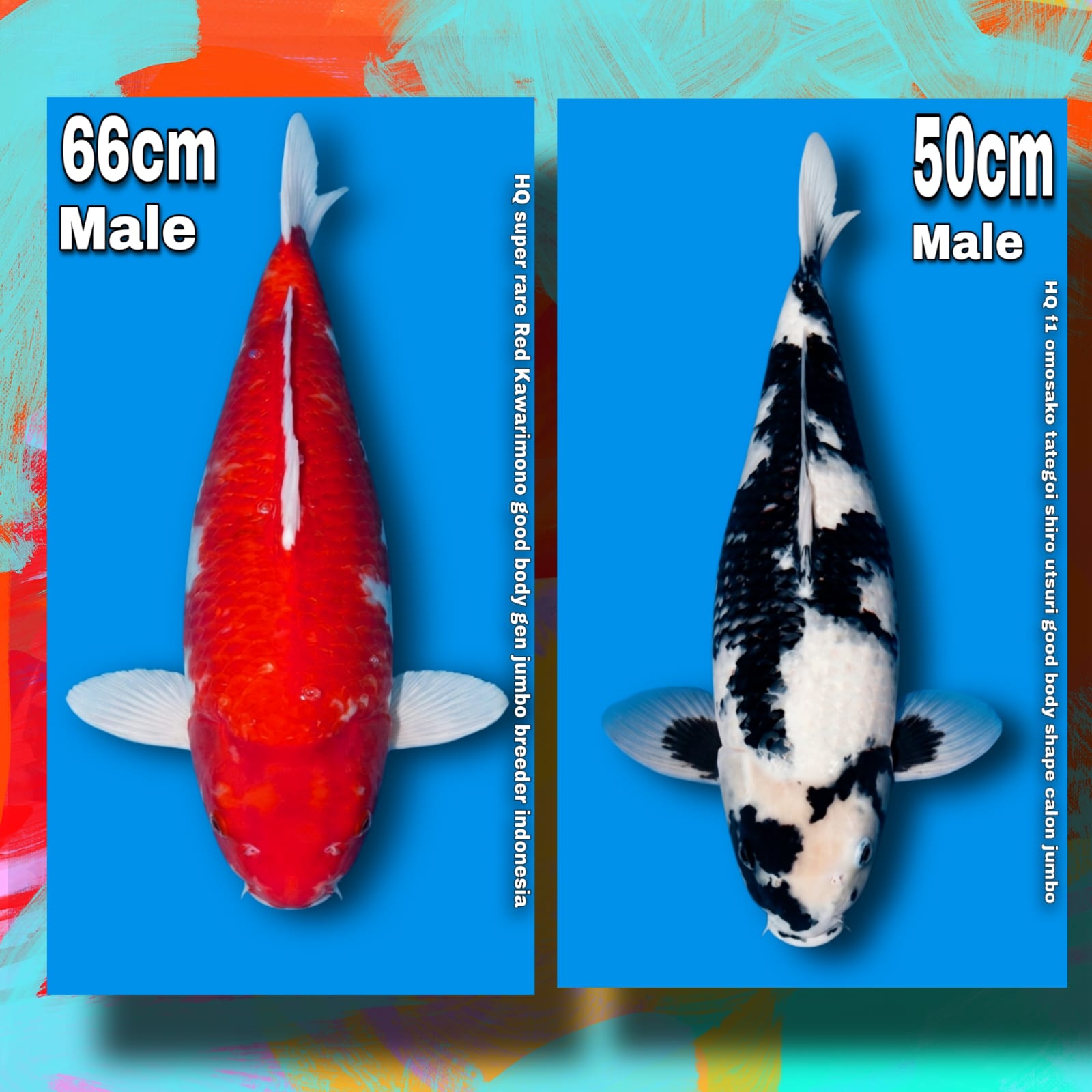 Lelang Koi Online, Jual Beli Ikan Koi, Pasar Koi Terbaik, Agen Lelang Koi, Penawaran Koi Berkualitas, Harga Jual Koi, Lelang Ikan Koi Import, Beli Koi Online, Jual Koi Murah, Koi Showroom, Penjual Koi Terpercaya, Lelang Koi Jakarta, Jual Koi Lokal, Koi Kualitas Unggul, Harga Terbaik Koi, Jual Koi Indukan, Lelang Ikan Hias Koi, Pasar Koi Indonesia, Beli Koi Berkualitas Tinggi, Koi Farm Terbesar, Jual Beli Koi Impor, Lelang Ikan Koi Kualitas Premium, Daftar Harga Koi Terbaru, Pusat Jual Beli Koi, Info Lelang Koi Hari Ini.