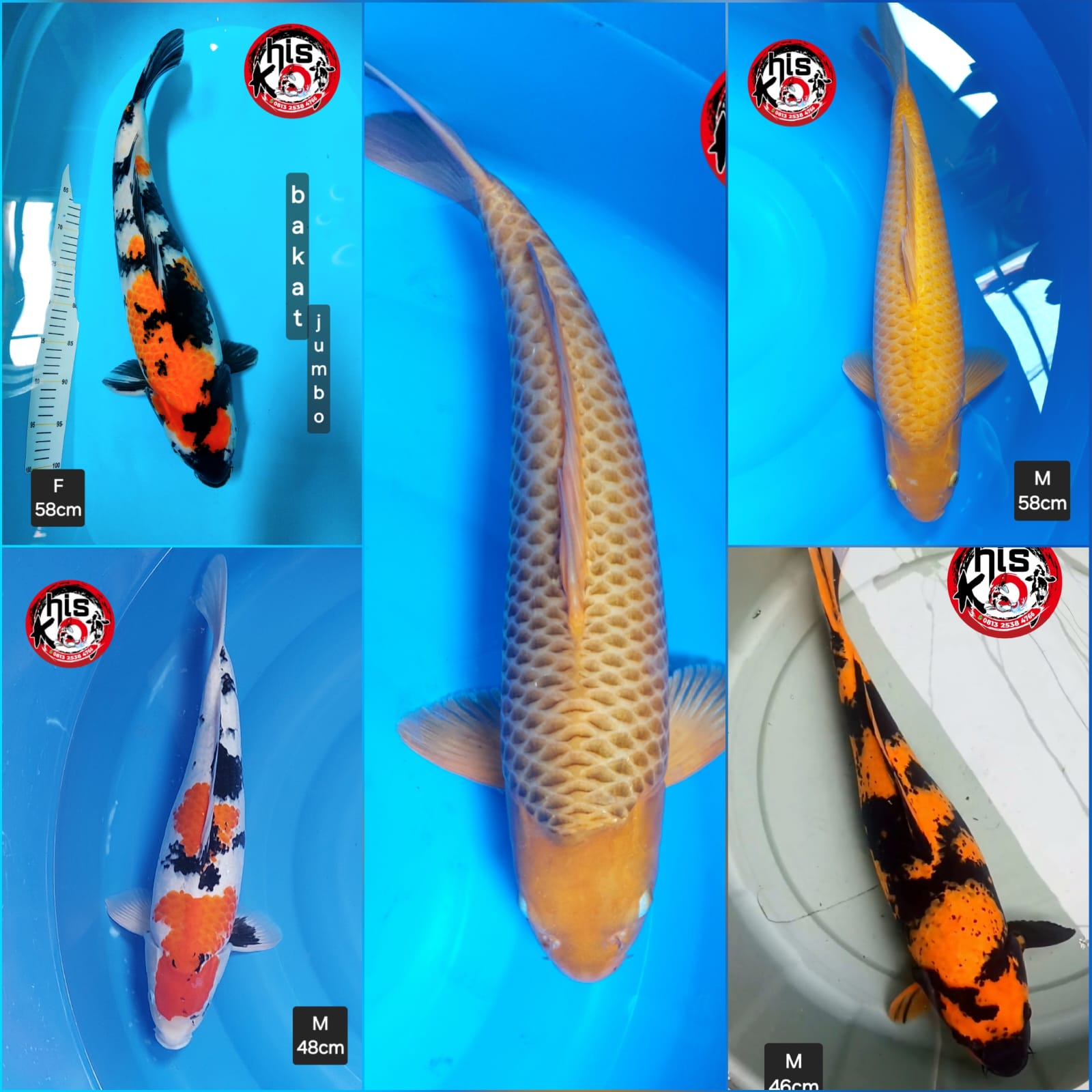 Lelang Koi Online, Jual Beli Ikan Koi, Pasar Koi Terbaik, Agen Lelang Koi, Penawaran Koi Berkualitas, Harga Jual Koi, Lelang Ikan Koi Import, Beli Koi Online, Jual Koi Murah, Koi Showroom, Penjual Koi Terpercaya, Lelang Koi Jakarta, Jual Koi Lokal, Koi Kualitas Unggul, Harga Terbaik Koi, Jual Koi Indukan, Lelang Ikan Hias Koi, Pasar Koi Indonesia, Beli Koi Berkualitas Tinggi, Koi Farm Terbesar, Jual Beli Koi Impor, Lelang Ikan Koi Kualitas Premium, Daftar Harga Koi Terbaru, Pusat Jual Beli Koi, Info Lelang Koi Hari Ini.