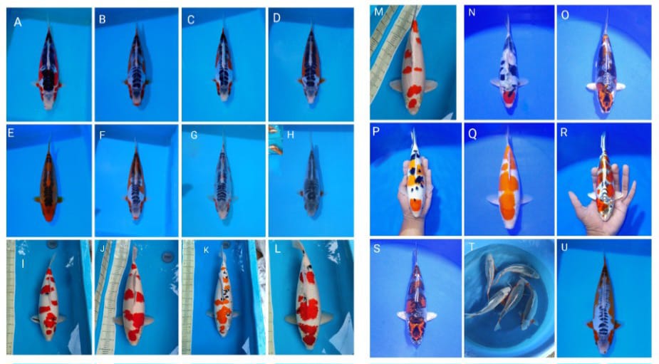 Lelang Koi Online, Jual Beli Ikan Koi, Pasar Koi Terbaik, Agen Lelang Koi, Penawaran Koi Berkualitas, Harga Jual Koi, Lelang Ikan Koi Import, Beli Koi Online, Jual Koi Murah, Koi Showroom, Penjual Koi Terpercaya, Lelang Koi Jakarta, Jual Koi Lokal, Koi Kualitas Unggul, Harga Terbaik Koi, Jual Koi Indukan, Lelang Ikan Hias Koi, Pasar Koi Indonesia, Beli Koi Berkualitas Tinggi, Koi Farm Terbesar, Jual Beli Koi Impor, Lelang Ikan Koi Kualitas Premium, Daftar Harga Koi Terbaru, Pusat Jual Beli Koi, Info Lelang Koi Hari Ini.