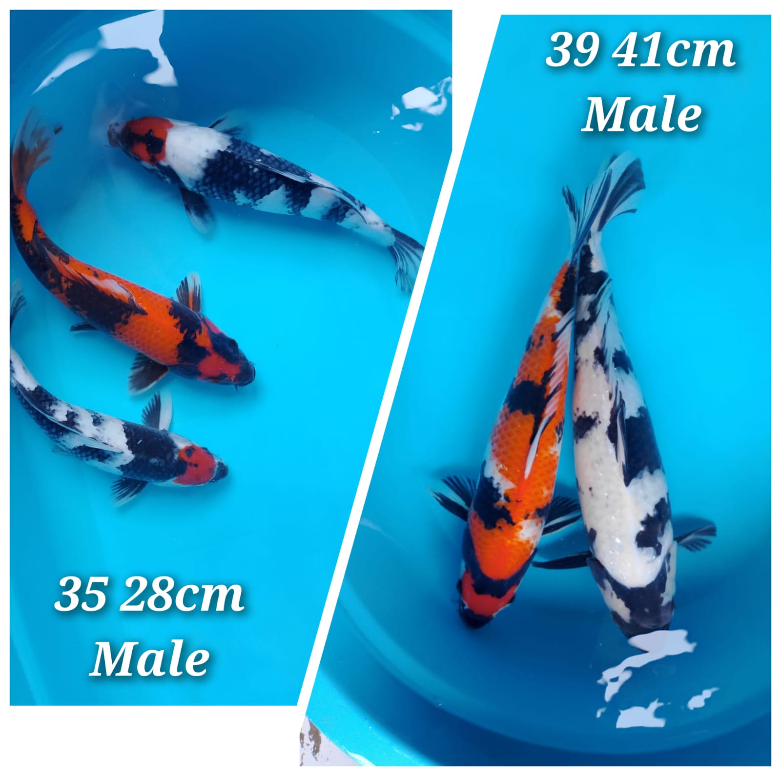 Lelang Koi Online, Jual Beli Ikan Koi, Pasar Koi Terbaik, Agen Lelang Koi, Penawaran Koi Berkualitas, Harga Jual Koi, Lelang Ikan Koi Import, Beli Koi Online, Jual Koi Murah, Koi Showroom, Penjual Koi Terpercaya, Lelang Koi Jakarta, Jual Koi Lokal, Koi Kualitas Unggul, Harga Terbaik Koi, Jual Koi Indukan, Lelang Ikan Hias Koi, Pasar Koi Indonesia, Beli Koi Berkualitas Tinggi, Koi Farm Terbesar, Jual Beli Koi Impor, Lelang Ikan Koi Kualitas Premium, Daftar Harga Koi Terbaru, Pusat Jual Beli Koi, Info Lelang Koi Hari Ini.