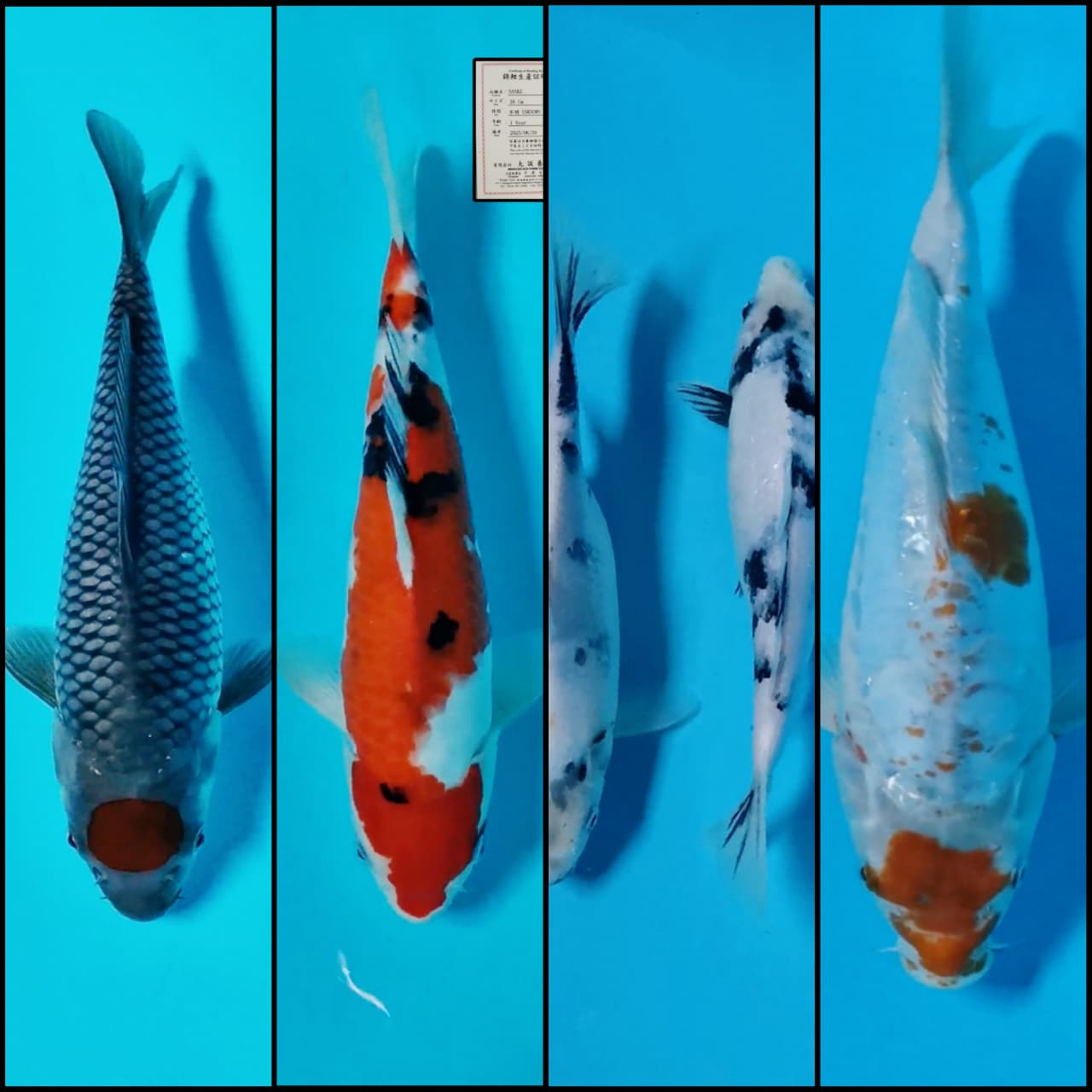 Lelang Koi Online, Jual Beli Ikan Koi, Pasar Koi Terbaik, Agen Lelang Koi, Penawaran Koi Berkualitas, Harga Jual Koi, Lelang Ikan Koi Import, Beli Koi Online, Jual Koi Murah, Koi Showroom, Penjual Koi Terpercaya, Lelang Koi Jakarta, Jual Koi Lokal, Koi Kualitas Unggul, Harga Terbaik Koi, Jual Koi Indukan, Lelang Ikan Hias Koi, Pasar Koi Indonesia, Beli Koi Berkualitas Tinggi, Koi Farm Terbesar, Jual Beli Koi Impor, Lelang Ikan Koi Kualitas Premium, Daftar Harga Koi Terbaru, Pusat Jual Beli Koi, Info Lelang Koi Hari Ini.