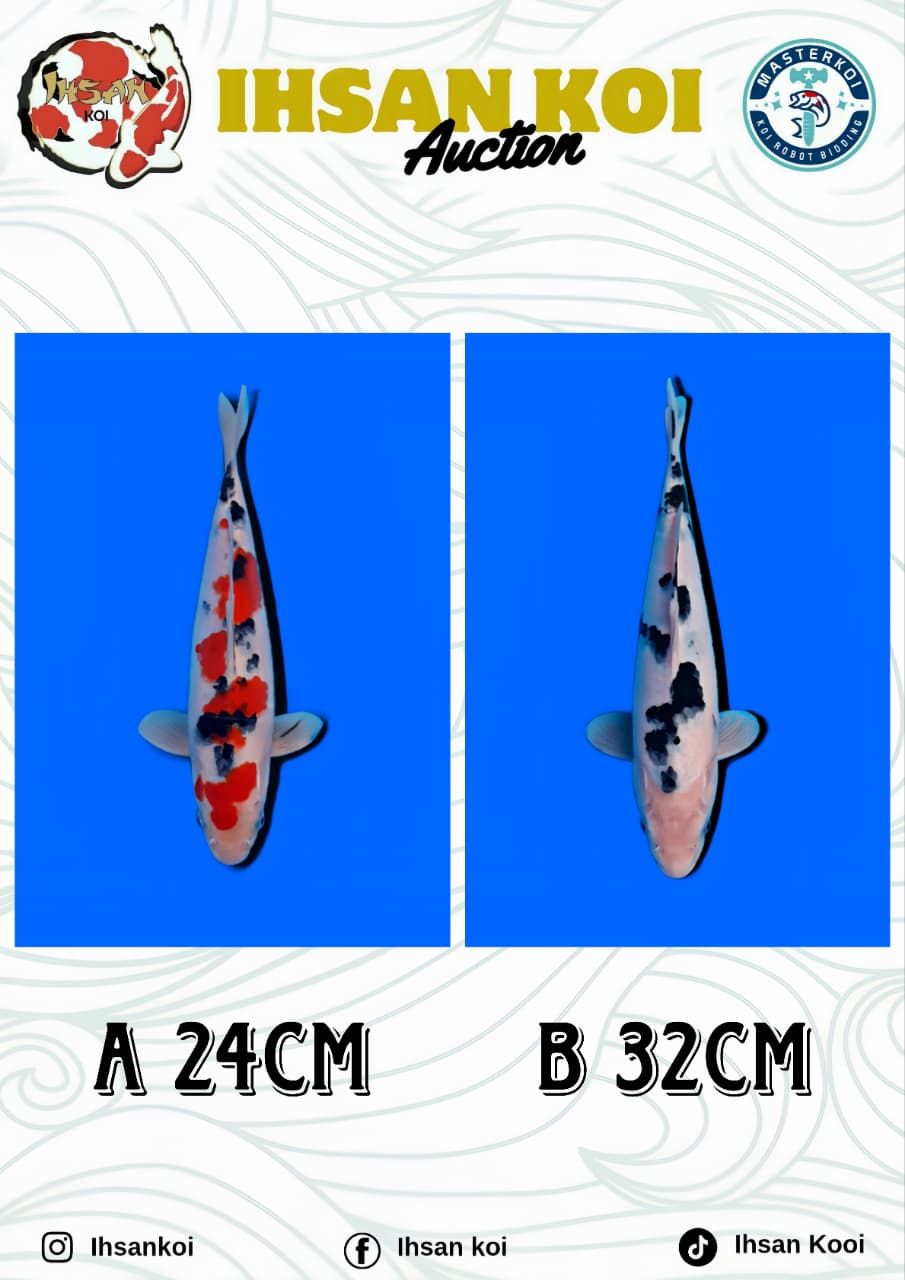 Lelang Koi Online, Jual Beli Ikan Koi, Pasar Koi Terbaik, Agen Lelang Koi, Penawaran Koi Berkualitas, Harga Jual Koi, Lelang Ikan Koi Import, Beli Koi Online, Jual Koi Murah, Koi Showroom, Penjual Koi Terpercaya, Lelang Koi Jakarta, Jual Koi Lokal, Koi Kualitas Unggul, Harga Terbaik Koi, Jual Koi Indukan, Lelang Ikan Hias Koi, Pasar Koi Indonesia, Beli Koi Berkualitas Tinggi, Koi Farm Terbesar, Jual Beli Koi Impor, Lelang Ikan Koi Kualitas Premium, Daftar Harga Koi Terbaru, Pusat Jual Beli Koi, Info Lelang Koi Hari Ini.