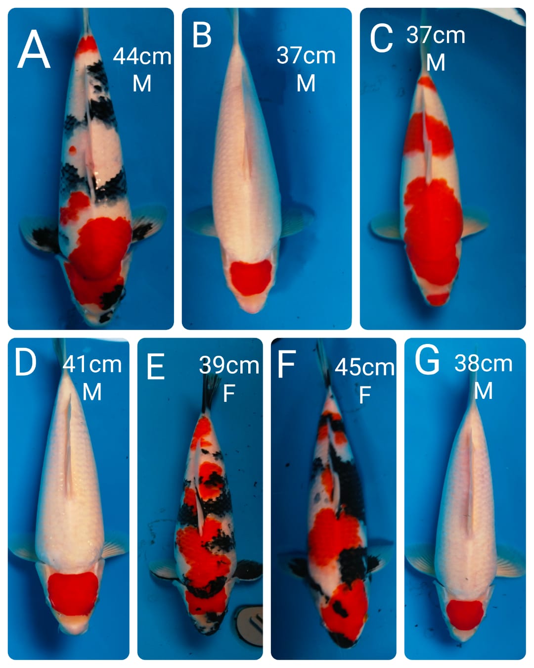 Lelang Koi Online, Jual Beli Ikan Koi, Pasar Koi Terbaik, Agen Lelang Koi, Penawaran Koi Berkualitas, Harga Jual Koi, Lelang Ikan Koi Import, Beli Koi Online, Jual Koi Murah, Koi Showroom, Penjual Koi Terpercaya, Lelang Koi Jakarta, Jual Koi Lokal, Koi Kualitas Unggul, Harga Terbaik Koi, Jual Koi Indukan, Lelang Ikan Hias Koi, Pasar Koi Indonesia, Beli Koi Berkualitas Tinggi, Koi Farm Terbesar, Jual Beli Koi Impor, Lelang Ikan Koi Kualitas Premium, Daftar Harga Koi Terbaru, Pusat Jual Beli Koi, Info Lelang Koi Hari Ini.