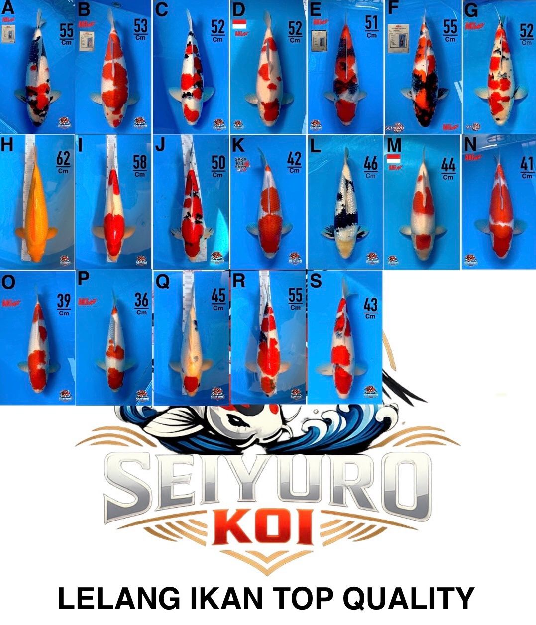 Lelang Koi Online, Jual Beli Ikan Koi, Pasar Koi Terbaik, Agen Lelang Koi, Penawaran Koi Berkualitas, Harga Jual Koi, Lelang Ikan Koi Import, Beli Koi Online, Jual Koi Murah, Koi Showroom, Penjual Koi Terpercaya, Lelang Koi Jakarta, Jual Koi Lokal, Koi Kualitas Unggul, Harga Terbaik Koi, Jual Koi Indukan, Lelang Ikan Hias Koi, Pasar Koi Indonesia, Beli Koi Berkualitas Tinggi, Koi Farm Terbesar, Jual Beli Koi Impor, Lelang Ikan Koi Kualitas Premium, Daftar Harga Koi Terbaru, Pusat Jual Beli Koi, Info Lelang Koi Hari Ini.