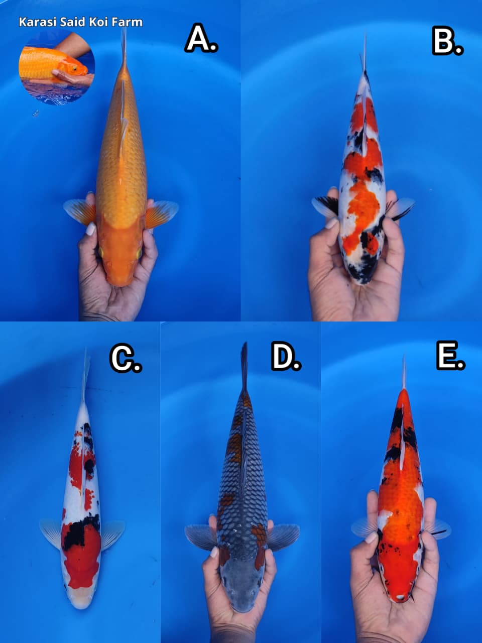 Lelang Koi Online, Jual Beli Ikan Koi, Pasar Koi Terbaik, Agen Lelang Koi, Penawaran Koi Berkualitas, Harga Jual Koi, Lelang Ikan Koi Import, Beli Koi Online, Jual Koi Murah, Koi Showroom, Penjual Koi Terpercaya, Lelang Koi Jakarta, Jual Koi Lokal, Koi Kualitas Unggul, Harga Terbaik Koi, Jual Koi Indukan, Lelang Ikan Hias Koi, Pasar Koi Indonesia, Beli Koi Berkualitas Tinggi, Koi Farm Terbesar, Jual Beli Koi Impor, Lelang Ikan Koi Kualitas Premium, Daftar Harga Koi Terbaru, Pusat Jual Beli Koi, Info Lelang Koi Hari Ini.