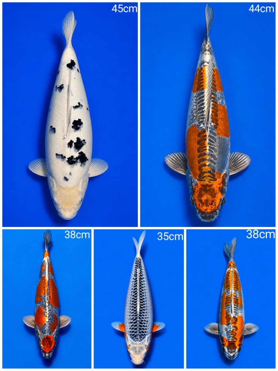 Lelang Koi Online, Jual Beli Ikan Koi, Pasar Koi Terbaik, Agen Lelang Koi, Penawaran Koi Berkualitas, Harga Jual Koi, Lelang Ikan Koi Import, Beli Koi Online, Jual Koi Murah, Koi Showroom, Penjual Koi Terpercaya, Lelang Koi Jakarta, Jual Koi Lokal, Koi Kualitas Unggul, Harga Terbaik Koi, Jual Koi Indukan, Lelang Ikan Hias Koi, Pasar Koi Indonesia, Beli Koi Berkualitas Tinggi, Koi Farm Terbesar, Jual Beli Koi Impor, Lelang Ikan Koi Kualitas Premium, Daftar Harga Koi Terbaru, Pusat Jual Beli Koi, Info Lelang Koi Hari Ini.