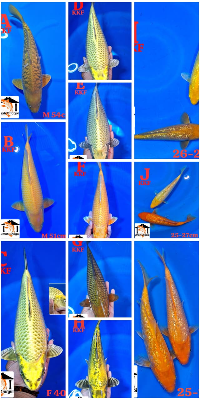 Lelang Koi Online, Jual Beli Ikan Koi, Pasar Koi Terbaik, Agen Lelang Koi, Penawaran Koi Berkualitas, Harga Jual Koi, Lelang Ikan Koi Import, Beli Koi Online, Jual Koi Murah, Koi Showroom, Penjual Koi Terpercaya, Lelang Koi Jakarta, Jual Koi Lokal, Koi Kualitas Unggul, Harga Terbaik Koi, Jual Koi Indukan, Lelang Ikan Hias Koi, Pasar Koi Indonesia, Beli Koi Berkualitas Tinggi, Koi Farm Terbesar, Jual Beli Koi Impor, Lelang Ikan Koi Kualitas Premium, Daftar Harga Koi Terbaru, Pusat Jual Beli Koi, Info Lelang Koi Hari Ini.