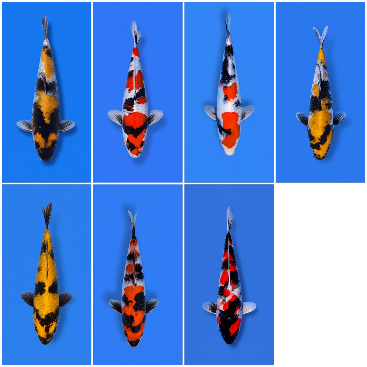 Lelang Koi Online, Jual Beli Ikan Koi, Pasar Koi Terbaik, Agen Lelang Koi, Penawaran Koi Berkualitas, Harga Jual Koi, Lelang Ikan Koi Import, Beli Koi Online, Jual Koi Murah, Koi Showroom, Penjual Koi Terpercaya, Lelang Koi Jakarta, Jual Koi Lokal, Koi Kualitas Unggul, Harga Terbaik Koi, Jual Koi Indukan, Lelang Ikan Hias Koi, Pasar Koi Indonesia, Beli Koi Berkualitas Tinggi, Koi Farm Terbesar, Jual Beli Koi Impor, Lelang Ikan Koi Kualitas Premium, Daftar Harga Koi Terbaru, Pusat Jual Beli Koi, Info Lelang Koi Hari Ini.