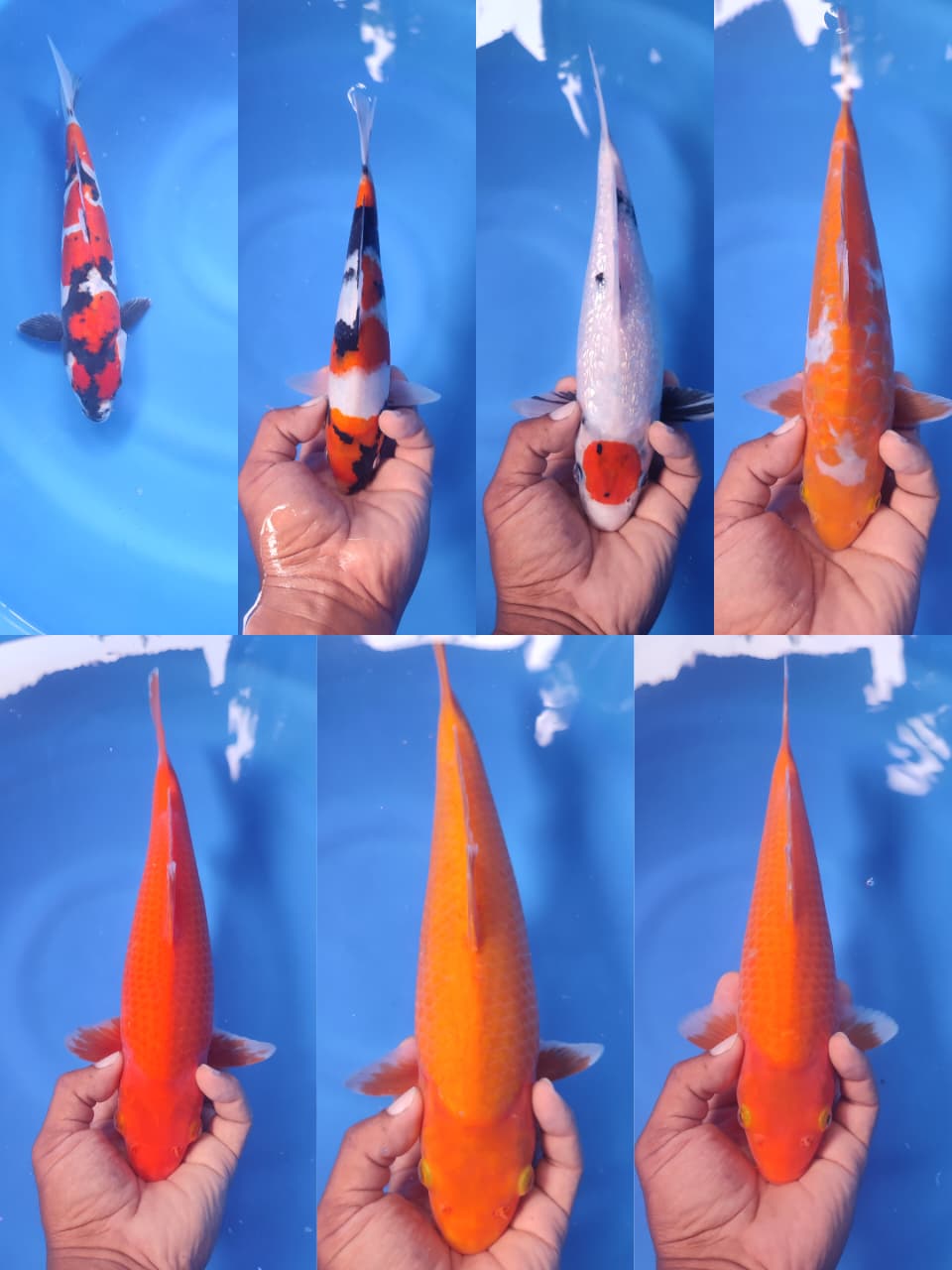 Lelang Koi Online, Jual Beli Ikan Koi, Pasar Koi Terbaik, Agen Lelang Koi, Penawaran Koi Berkualitas, Harga Jual Koi, Lelang Ikan Koi Import, Beli Koi Online, Jual Koi Murah, Koi Showroom, Penjual Koi Terpercaya, Lelang Koi Jakarta, Jual Koi Lokal, Koi Kualitas Unggul, Harga Terbaik Koi, Jual Koi Indukan, Lelang Ikan Hias Koi, Pasar Koi Indonesia, Beli Koi Berkualitas Tinggi, Koi Farm Terbesar, Jual Beli Koi Impor, Lelang Ikan Koi Kualitas Premium, Daftar Harga Koi Terbaru, Pusat Jual Beli Koi, Info Lelang Koi Hari Ini.