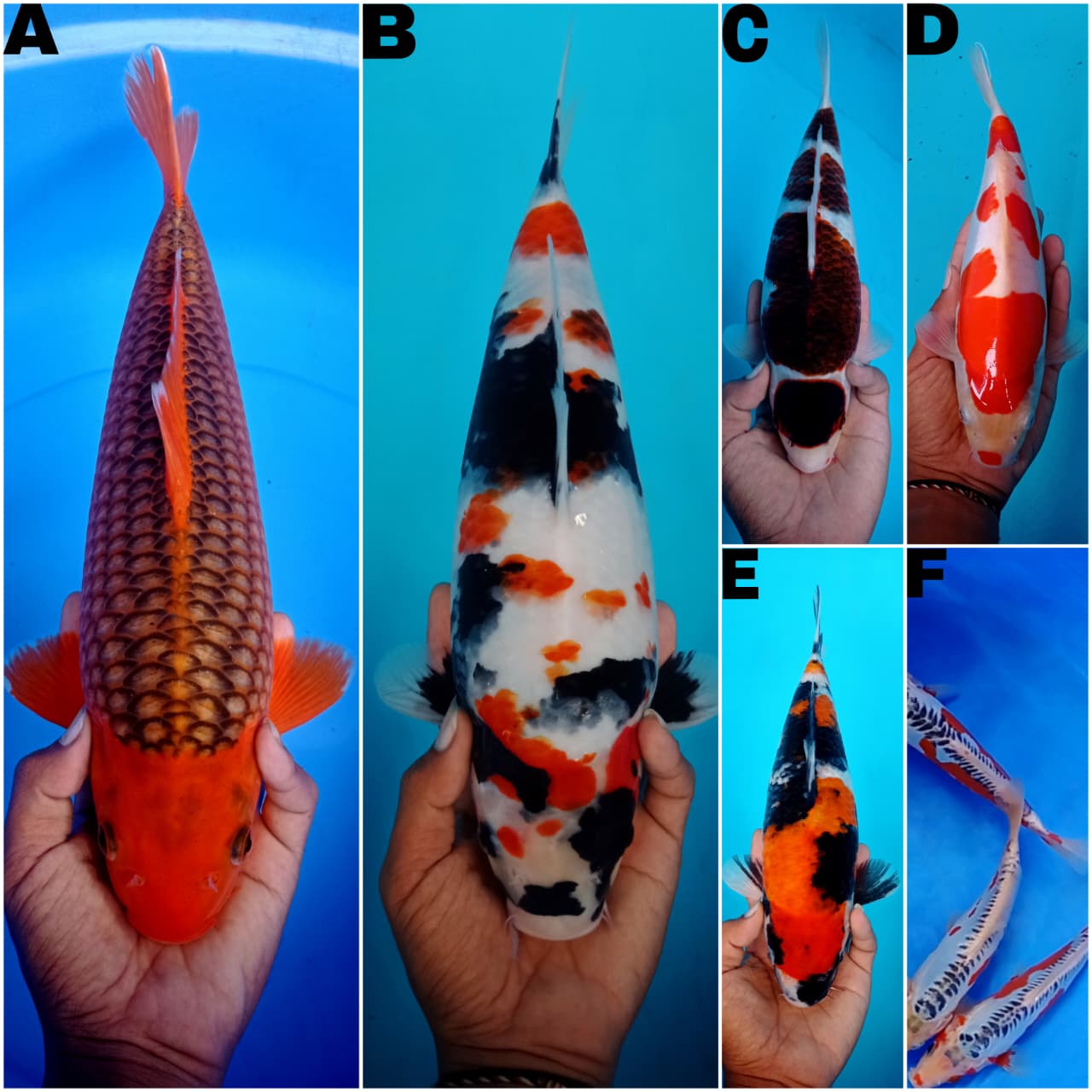Lelang Koi Online, Jual Beli Ikan Koi, Pasar Koi Terbaik, Agen Lelang Koi, Penawaran Koi Berkualitas, Harga Jual Koi, Lelang Ikan Koi Import, Beli Koi Online, Jual Koi Murah, Koi Showroom, Penjual Koi Terpercaya, Lelang Koi Jakarta, Jual Koi Lokal, Koi Kualitas Unggul, Harga Terbaik Koi, Jual Koi Indukan, Lelang Ikan Hias Koi, Pasar Koi Indonesia, Beli Koi Berkualitas Tinggi, Koi Farm Terbesar, Jual Beli Koi Impor, Lelang Ikan Koi Kualitas Premium, Daftar Harga Koi Terbaru, Pusat Jual Beli Koi, Info Lelang Koi Hari Ini.