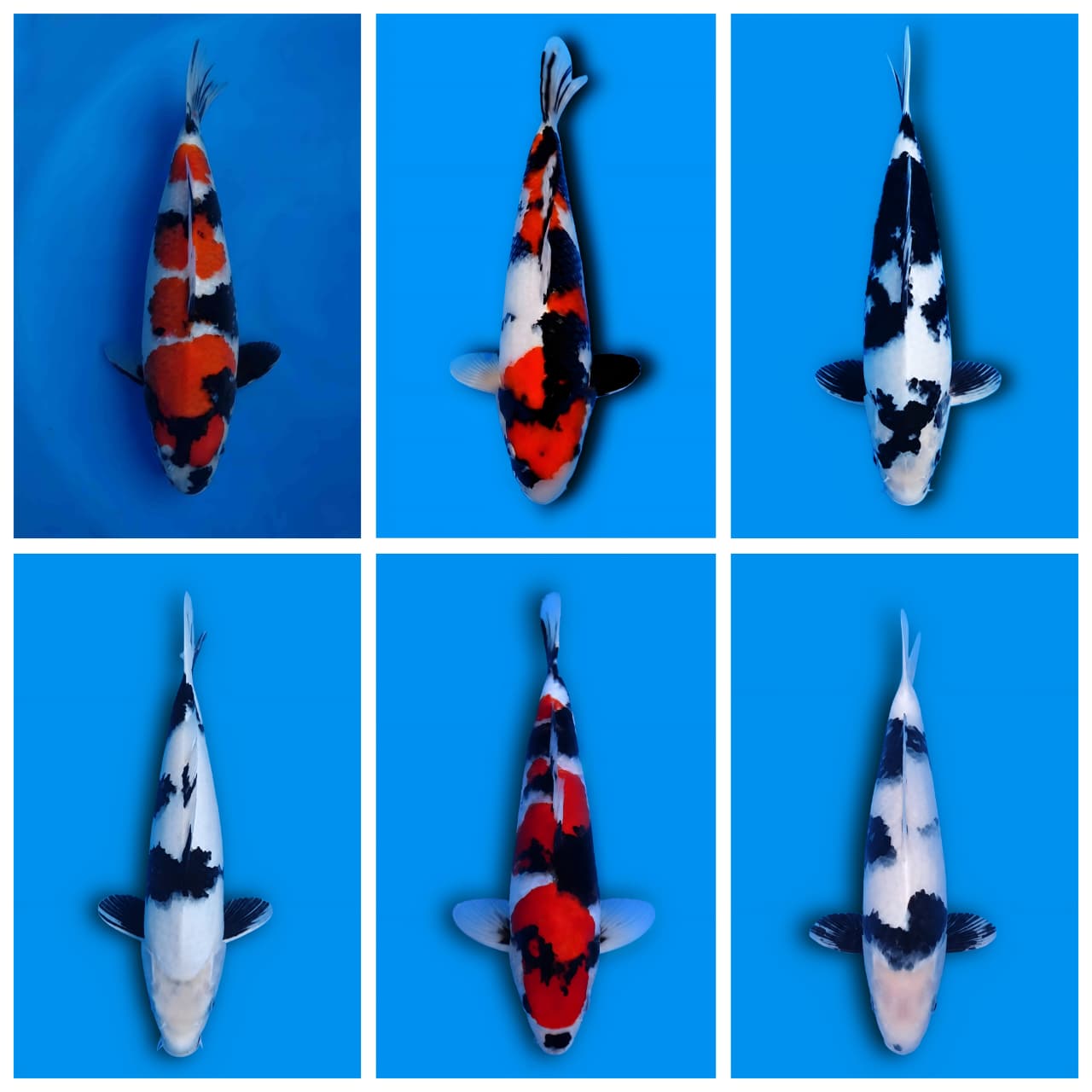 Lelang Koi Online, Jual Beli Ikan Koi, Pasar Koi Terbaik, Agen Lelang Koi, Penawaran Koi Berkualitas, Harga Jual Koi, Lelang Ikan Koi Import, Beli Koi Online, Jual Koi Murah, Koi Showroom, Penjual Koi Terpercaya, Lelang Koi Jakarta, Jual Koi Lokal, Koi Kualitas Unggul, Harga Terbaik Koi, Jual Koi Indukan, Lelang Ikan Hias Koi, Pasar Koi Indonesia, Beli Koi Berkualitas Tinggi, Koi Farm Terbesar, Jual Beli Koi Impor, Lelang Ikan Koi Kualitas Premium, Daftar Harga Koi Terbaru, Pusat Jual Beli Koi, Info Lelang Koi Hari Ini.