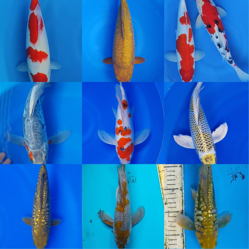 Lelang Koi Online, Jual Beli Ikan Koi, Pasar Koi Terbaik, Agen Lelang Koi, Penawaran Koi Berkualitas, Harga Jual Koi, Lelang Ikan Koi Import, Beli Koi Online, Jual Koi Murah, Koi Showroom, Penjual Koi Terpercaya, Lelang Koi Jakarta, Jual Koi Lokal, Koi Kualitas Unggul, Harga Terbaik Koi, Jual Koi Indukan, Lelang Ikan Hias Koi, Pasar Koi Indonesia, Beli Koi Berkualitas Tinggi, Koi Farm Terbesar, Jual Beli Koi Impor, Lelang Ikan Koi Kualitas Premium, Daftar Harga Koi Terbaru, Pusat Jual Beli Koi, Info Lelang Koi Hari Ini.