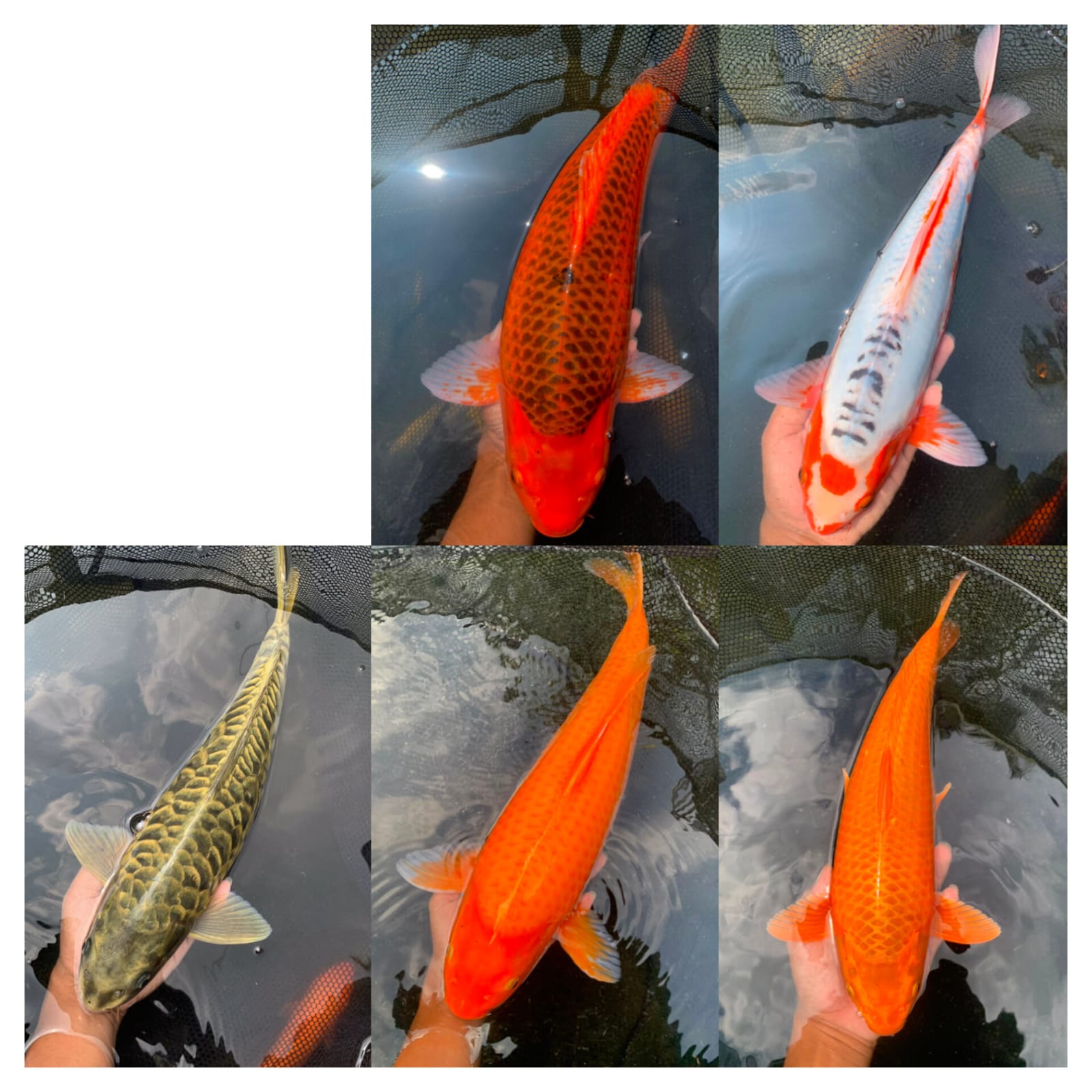 Lelang Koi Online, Jual Beli Ikan Koi, Pasar Koi Terbaik, Agen Lelang Koi, Penawaran Koi Berkualitas, Harga Jual Koi, Lelang Ikan Koi Import, Beli Koi Online, Jual Koi Murah, Koi Showroom, Penjual Koi Terpercaya, Lelang Koi Jakarta, Jual Koi Lokal, Koi Kualitas Unggul, Harga Terbaik Koi, Jual Koi Indukan, Lelang Ikan Hias Koi, Pasar Koi Indonesia, Beli Koi Berkualitas Tinggi, Koi Farm Terbesar, Jual Beli Koi Impor, Lelang Ikan Koi Kualitas Premium, Daftar Harga Koi Terbaru, Pusat Jual Beli Koi, Info Lelang Koi Hari Ini.