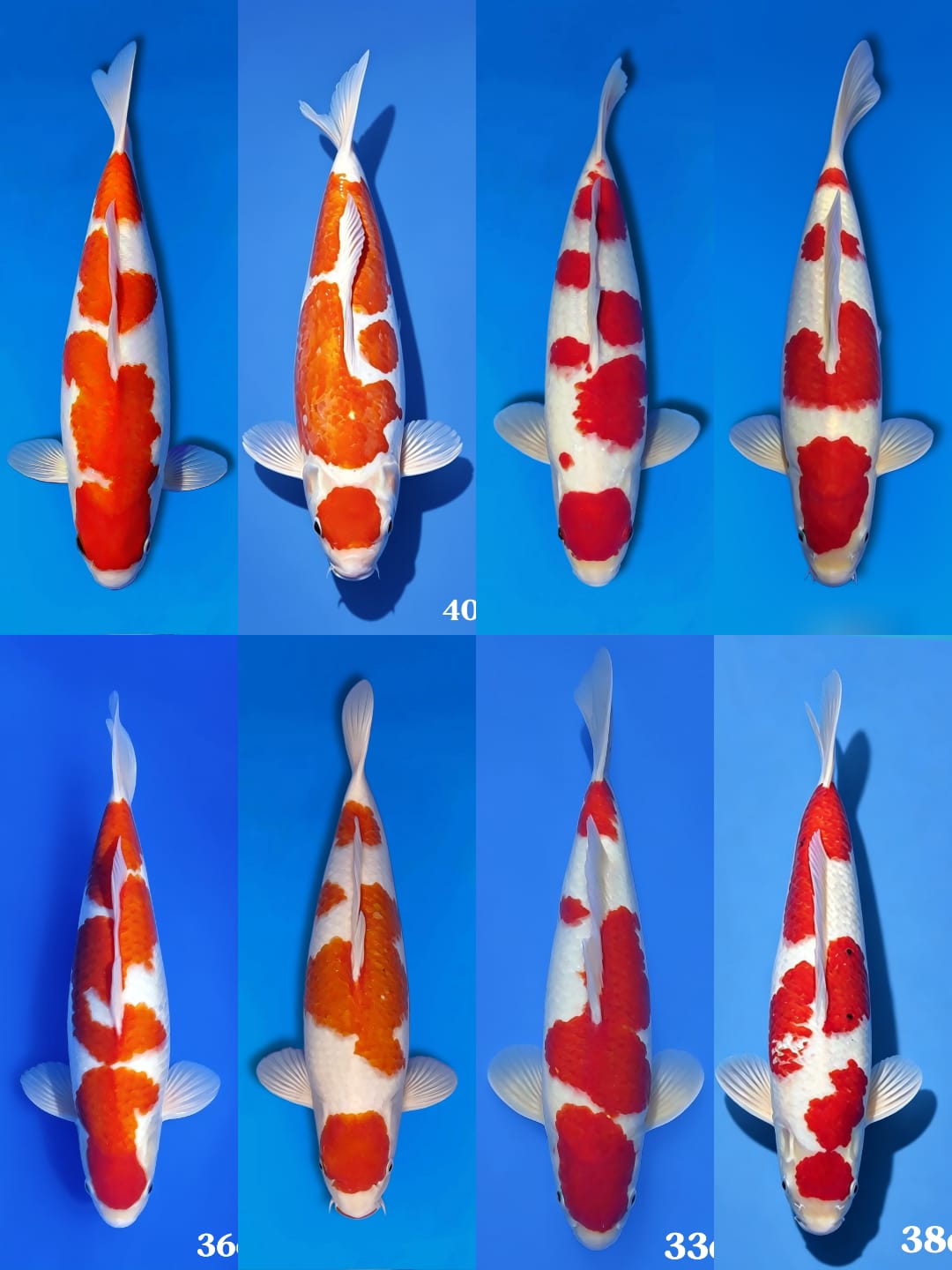 Lelang Koi Online, Jual Beli Ikan Koi, Pasar Koi Terbaik, Agen Lelang Koi, Penawaran Koi Berkualitas, Harga Jual Koi, Lelang Ikan Koi Import, Beli Koi Online, Jual Koi Murah, Koi Showroom, Penjual Koi Terpercaya, Lelang Koi Jakarta, Jual Koi Lokal, Koi Kualitas Unggul, Harga Terbaik Koi, Jual Koi Indukan, Lelang Ikan Hias Koi, Pasar Koi Indonesia, Beli Koi Berkualitas Tinggi, Koi Farm Terbesar, Jual Beli Koi Impor, Lelang Ikan Koi Kualitas Premium, Daftar Harga Koi Terbaru, Pusat Jual Beli Koi, Info Lelang Koi Hari Ini.