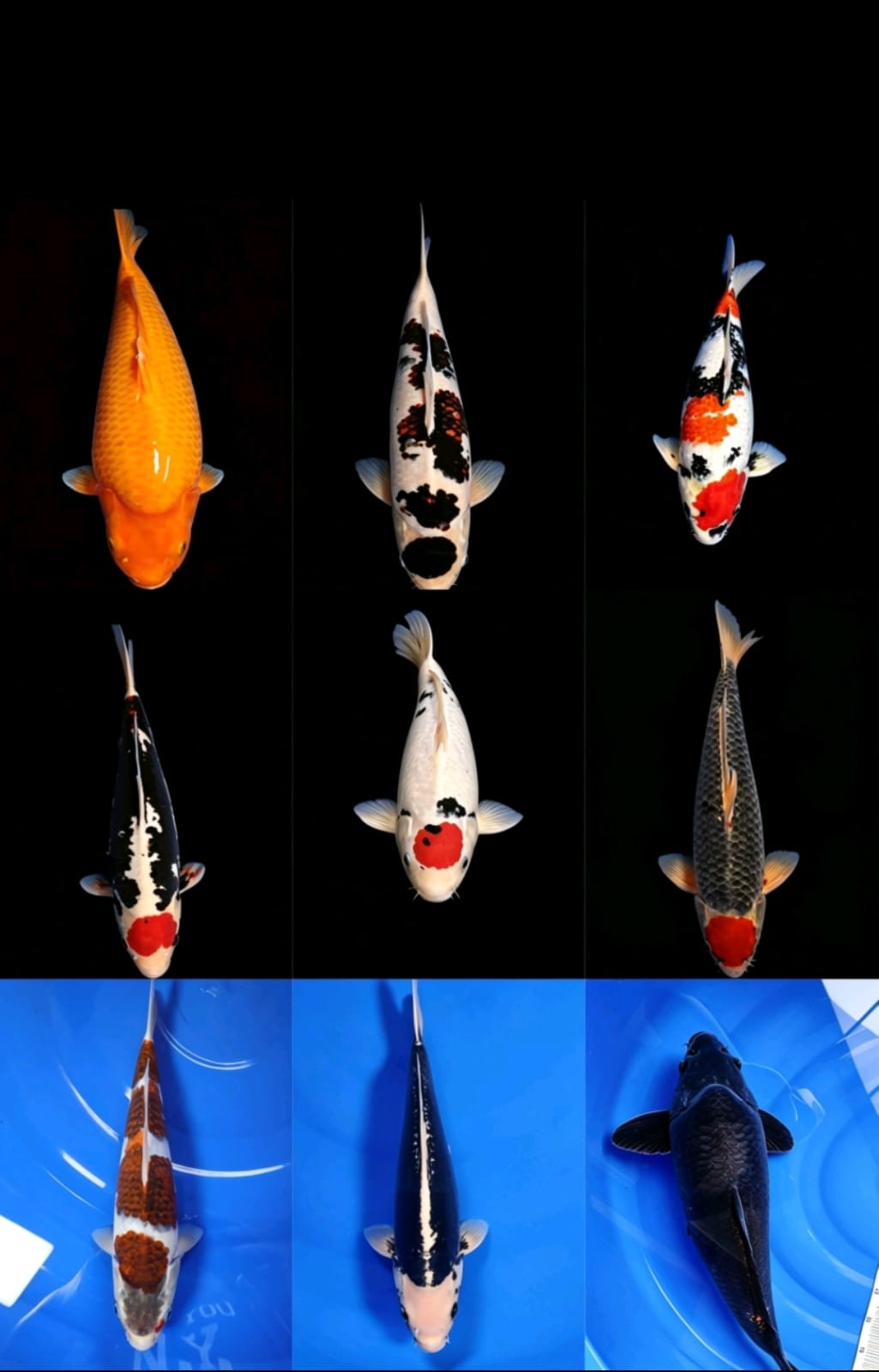 Lelang Koi Online, Jual Beli Ikan Koi, Pasar Koi Terbaik, Agen Lelang Koi, Penawaran Koi Berkualitas, Harga Jual Koi, Lelang Ikan Koi Import, Beli Koi Online, Jual Koi Murah, Koi Showroom, Penjual Koi Terpercaya, Lelang Koi Jakarta, Jual Koi Lokal, Koi Kualitas Unggul, Harga Terbaik Koi, Jual Koi Indukan, Lelang Ikan Hias Koi, Pasar Koi Indonesia, Beli Koi Berkualitas Tinggi, Koi Farm Terbesar, Jual Beli Koi Impor, Lelang Ikan Koi Kualitas Premium, Daftar Harga Koi Terbaru, Pusat Jual Beli Koi, Info Lelang Koi Hari Ini.