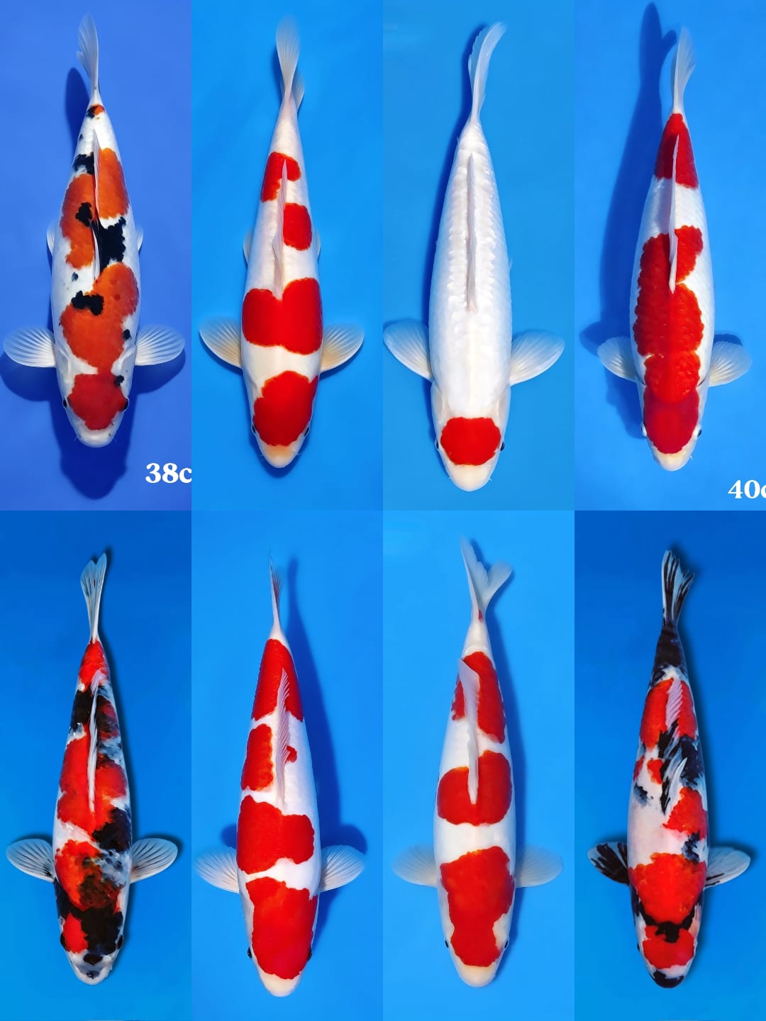 Lelang Koi Online, Jual Beli Ikan Koi, Pasar Koi Terbaik, Agen Lelang Koi, Penawaran Koi Berkualitas, Harga Jual Koi, Lelang Ikan Koi Import, Beli Koi Online, Jual Koi Murah, Koi Showroom, Penjual Koi Terpercaya, Lelang Koi Jakarta, Jual Koi Lokal, Koi Kualitas Unggul, Harga Terbaik Koi, Jual Koi Indukan, Lelang Ikan Hias Koi, Pasar Koi Indonesia, Beli Koi Berkualitas Tinggi, Koi Farm Terbesar, Jual Beli Koi Impor, Lelang Ikan Koi Kualitas Premium, Daftar Harga Koi Terbaru, Pusat Jual Beli Koi, Info Lelang Koi Hari Ini.