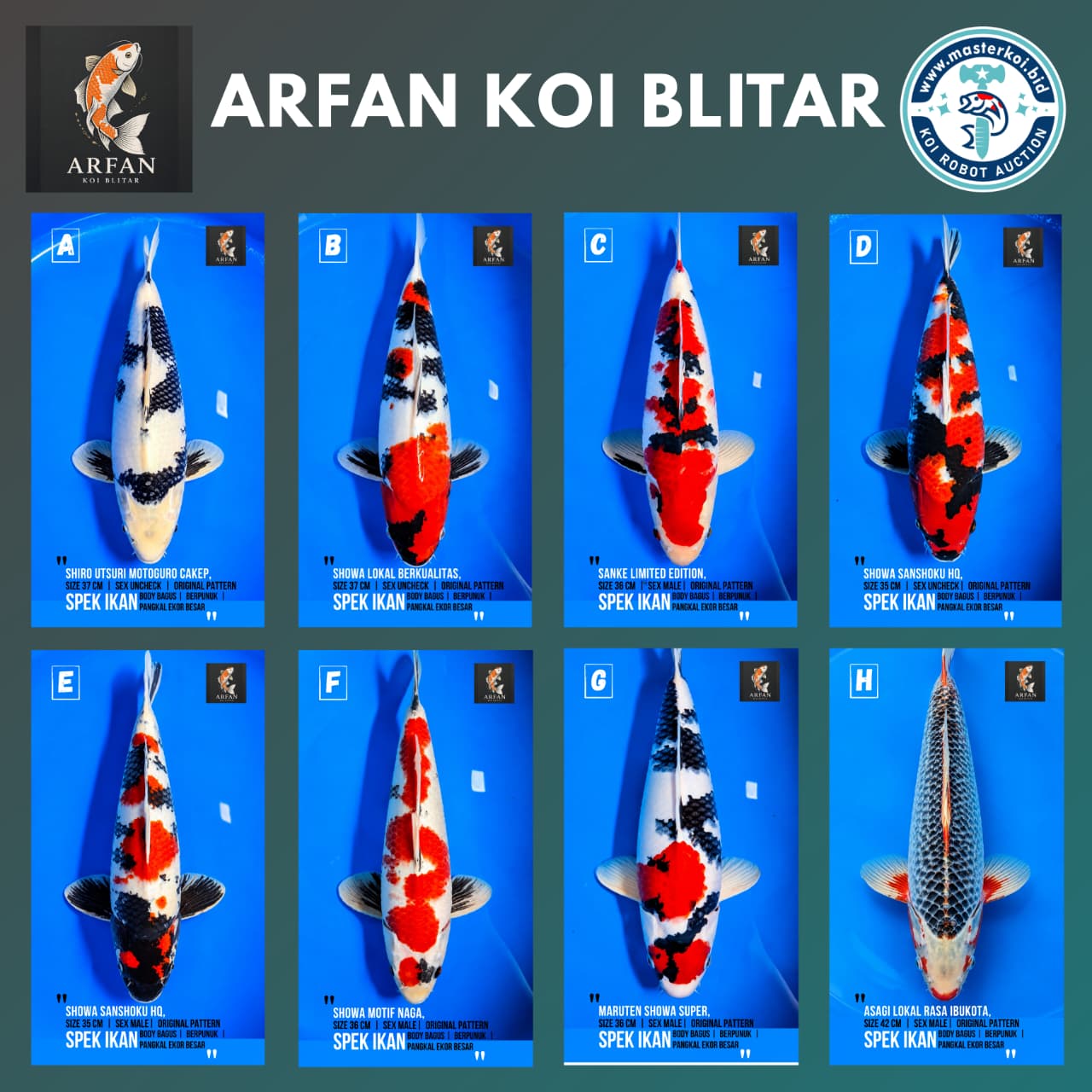 Lelang Koi Online, Jual Beli Ikan Koi, Pasar Koi Terbaik, Agen Lelang Koi, Penawaran Koi Berkualitas, Harga Jual Koi, Lelang Ikan Koi Import, Beli Koi Online, Jual Koi Murah, Koi Showroom, Penjual Koi Terpercaya, Lelang Koi Jakarta, Jual Koi Lokal, Koi Kualitas Unggul, Harga Terbaik Koi, Jual Koi Indukan, Lelang Ikan Hias Koi, Pasar Koi Indonesia, Beli Koi Berkualitas Tinggi, Koi Farm Terbesar, Jual Beli Koi Impor, Lelang Ikan Koi Kualitas Premium, Daftar Harga Koi Terbaru, Pusat Jual Beli Koi, Info Lelang Koi Hari Ini.