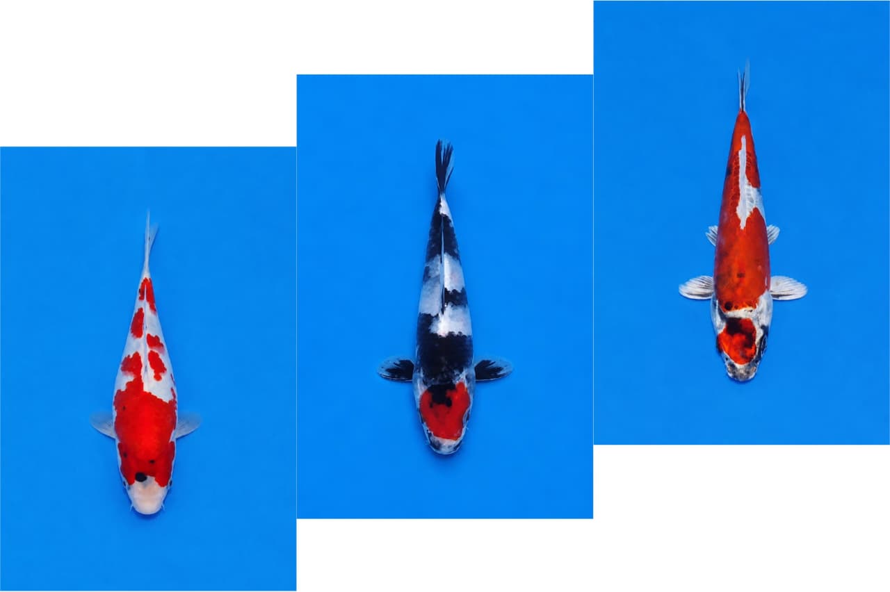 Lelang Koi Online, Jual Beli Ikan Koi, Pasar Koi Terbaik, Agen Lelang Koi, Penawaran Koi Berkualitas, Harga Jual Koi, Lelang Ikan Koi Import, Beli Koi Online, Jual Koi Murah, Koi Showroom, Penjual Koi Terpercaya, Lelang Koi Jakarta, Jual Koi Lokal, Koi Kualitas Unggul, Harga Terbaik Koi, Jual Koi Indukan, Lelang Ikan Hias Koi, Pasar Koi Indonesia, Beli Koi Berkualitas Tinggi, Koi Farm Terbesar, Jual Beli Koi Impor, Lelang Ikan Koi Kualitas Premium, Daftar Harga Koi Terbaru, Pusat Jual Beli Koi, Info Lelang Koi Hari Ini.