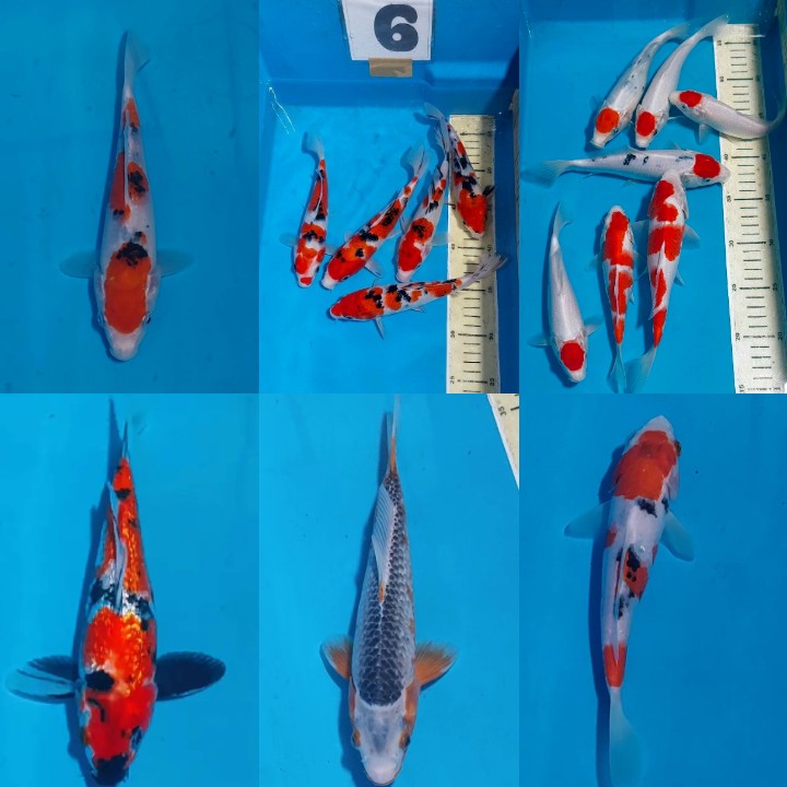 Lelang Koi Online, Jual Beli Ikan Koi, Pasar Koi Terbaik, Agen Lelang Koi, Penawaran Koi Berkualitas, Harga Jual Koi, Lelang Ikan Koi Import, Beli Koi Online, Jual Koi Murah, Koi Showroom, Penjual Koi Terpercaya, Lelang Koi Jakarta, Jual Koi Lokal, Koi Kualitas Unggul, Harga Terbaik Koi, Jual Koi Indukan, Lelang Ikan Hias Koi, Pasar Koi Indonesia, Beli Koi Berkualitas Tinggi, Koi Farm Terbesar, Jual Beli Koi Impor, Lelang Ikan Koi Kualitas Premium, Daftar Harga Koi Terbaru, Pusat Jual Beli Koi, Info Lelang Koi Hari Ini.