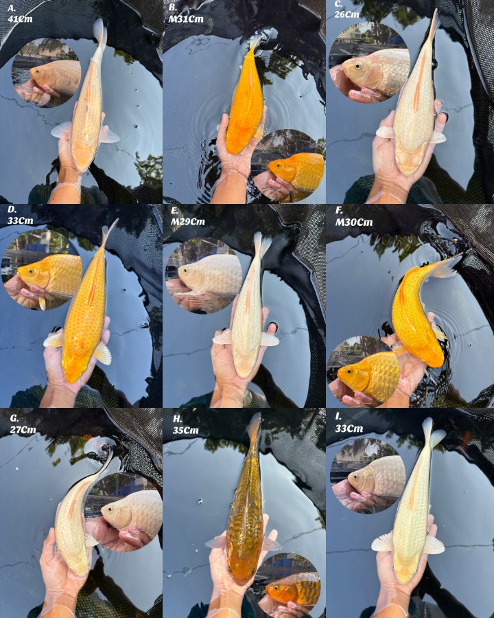 Lelang Koi Online, Jual Beli Ikan Koi, Pasar Koi Terbaik, Agen Lelang Koi, Penawaran Koi Berkualitas, Harga Jual Koi, Lelang Ikan Koi Import, Beli Koi Online, Jual Koi Murah, Koi Showroom, Penjual Koi Terpercaya, Lelang Koi Jakarta, Jual Koi Lokal, Koi Kualitas Unggul, Harga Terbaik Koi, Jual Koi Indukan, Lelang Ikan Hias Koi, Pasar Koi Indonesia, Beli Koi Berkualitas Tinggi, Koi Farm Terbesar, Jual Beli Koi Impor, Lelang Ikan Koi Kualitas Premium, Daftar Harga Koi Terbaru, Pusat Jual Beli Koi, Info Lelang Koi Hari Ini.