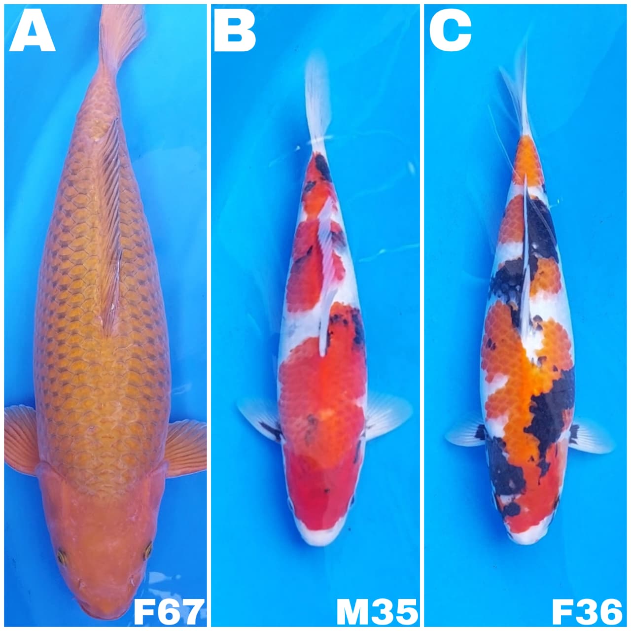 Lelang Koi Online, Jual Beli Ikan Koi, Pasar Koi Terbaik, Agen Lelang Koi, Penawaran Koi Berkualitas, Harga Jual Koi, Lelang Ikan Koi Import, Beli Koi Online, Jual Koi Murah, Koi Showroom, Penjual Koi Terpercaya, Lelang Koi Jakarta, Jual Koi Lokal, Koi Kualitas Unggul, Harga Terbaik Koi, Jual Koi Indukan, Lelang Ikan Hias Koi, Pasar Koi Indonesia, Beli Koi Berkualitas Tinggi, Koi Farm Terbesar, Jual Beli Koi Impor, Lelang Ikan Koi Kualitas Premium, Daftar Harga Koi Terbaru, Pusat Jual Beli Koi, Info Lelang Koi Hari Ini.