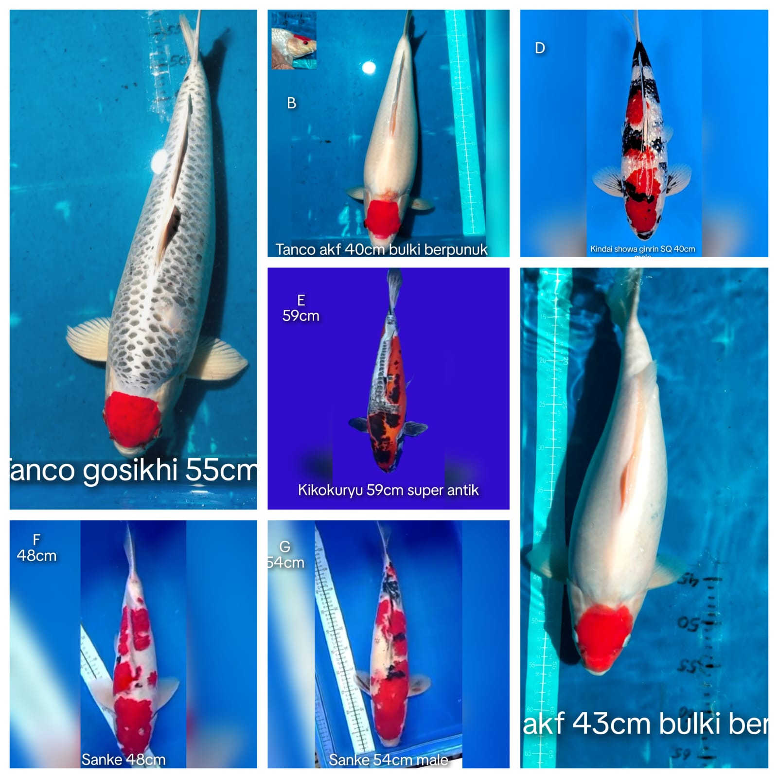 Lelang Koi Online, Jual Beli Ikan Koi, Pasar Koi Terbaik, Agen Lelang Koi, Penawaran Koi Berkualitas, Harga Jual Koi, Lelang Ikan Koi Import, Beli Koi Online, Jual Koi Murah, Koi Showroom, Penjual Koi Terpercaya, Lelang Koi Jakarta, Jual Koi Lokal, Koi Kualitas Unggul, Harga Terbaik Koi, Jual Koi Indukan, Lelang Ikan Hias Koi, Pasar Koi Indonesia, Beli Koi Berkualitas Tinggi, Koi Farm Terbesar, Jual Beli Koi Impor, Lelang Ikan Koi Kualitas Premium, Daftar Harga Koi Terbaru, Pusat Jual Beli Koi, Info Lelang Koi Hari Ini.