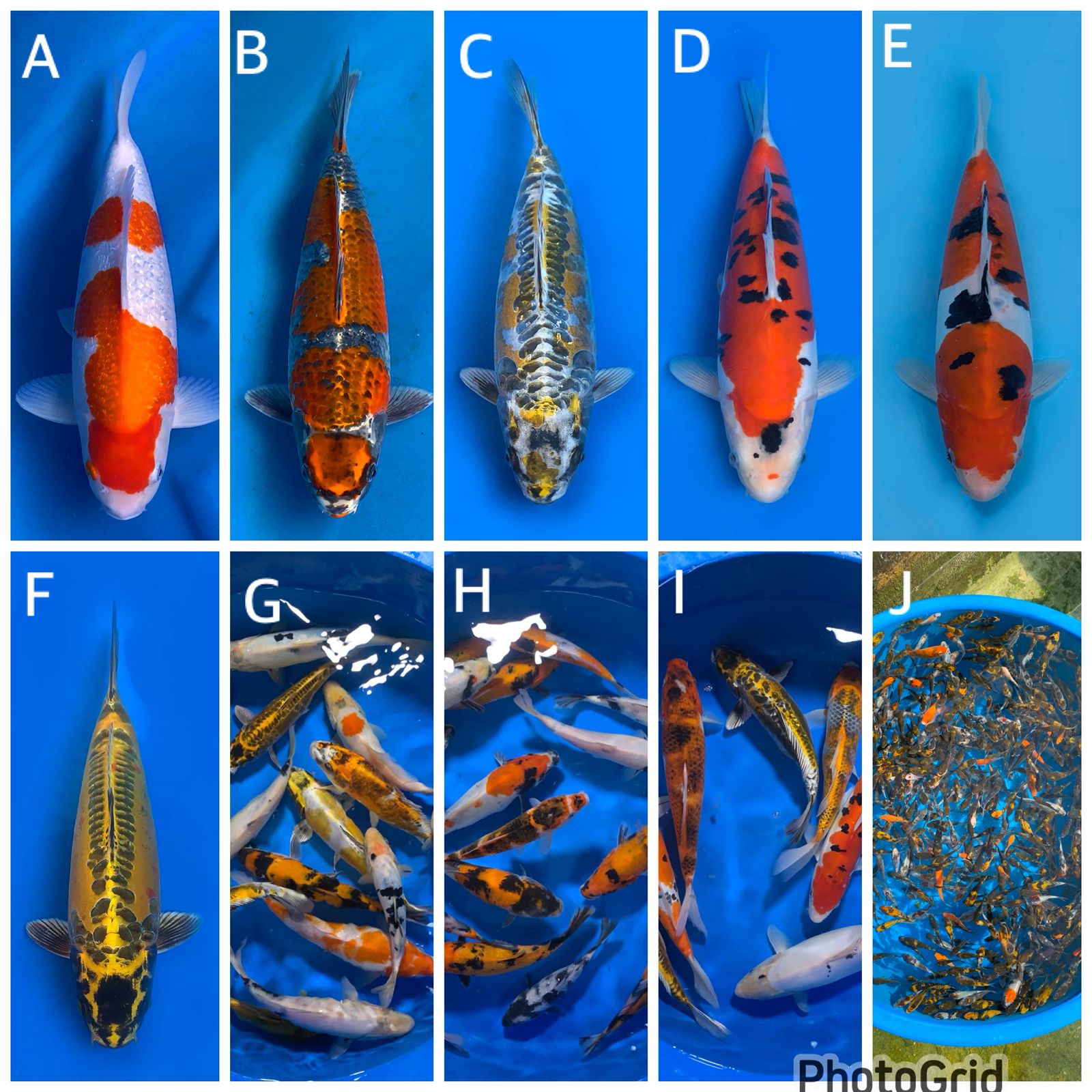 Lelang Koi Online, Jual Beli Ikan Koi, Pasar Koi Terbaik, Agen Lelang Koi, Penawaran Koi Berkualitas, Harga Jual Koi, Lelang Ikan Koi Import, Beli Koi Online, Jual Koi Murah, Koi Showroom, Penjual Koi Terpercaya, Lelang Koi Jakarta, Jual Koi Lokal, Koi Kualitas Unggul, Harga Terbaik Koi, Jual Koi Indukan, Lelang Ikan Hias Koi, Pasar Koi Indonesia, Beli Koi Berkualitas Tinggi, Koi Farm Terbesar, Jual Beli Koi Impor, Lelang Ikan Koi Kualitas Premium, Daftar Harga Koi Terbaru, Pusat Jual Beli Koi, Info Lelang Koi Hari Ini.