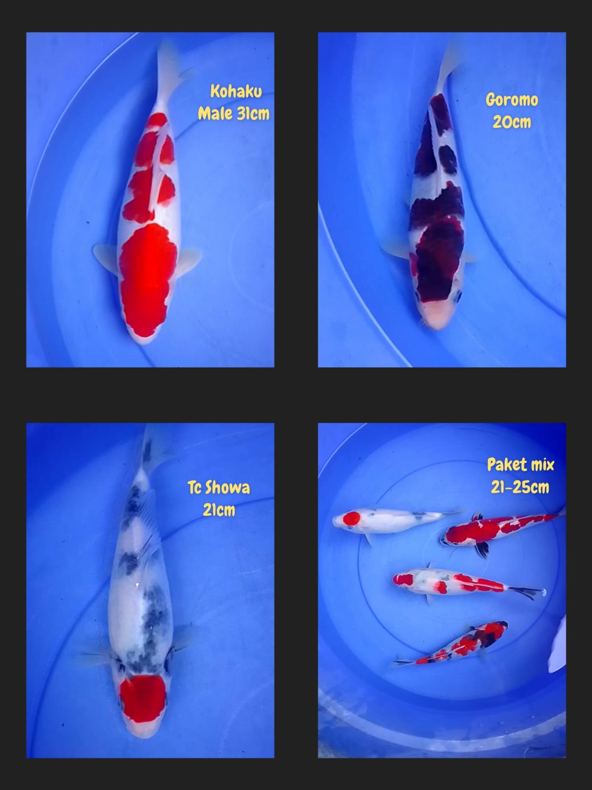 Lelang Koi Online, Jual Beli Ikan Koi, Pasar Koi Terbaik, Agen Lelang Koi, Penawaran Koi Berkualitas, Harga Jual Koi, Lelang Ikan Koi Import, Beli Koi Online, Jual Koi Murah, Koi Showroom, Penjual Koi Terpercaya, Lelang Koi Jakarta, Jual Koi Lokal, Koi Kualitas Unggul, Harga Terbaik Koi, Jual Koi Indukan, Lelang Ikan Hias Koi, Pasar Koi Indonesia, Beli Koi Berkualitas Tinggi, Koi Farm Terbesar, Jual Beli Koi Impor, Lelang Ikan Koi Kualitas Premium, Daftar Harga Koi Terbaru, Pusat Jual Beli Koi, Info Lelang Koi Hari Ini.