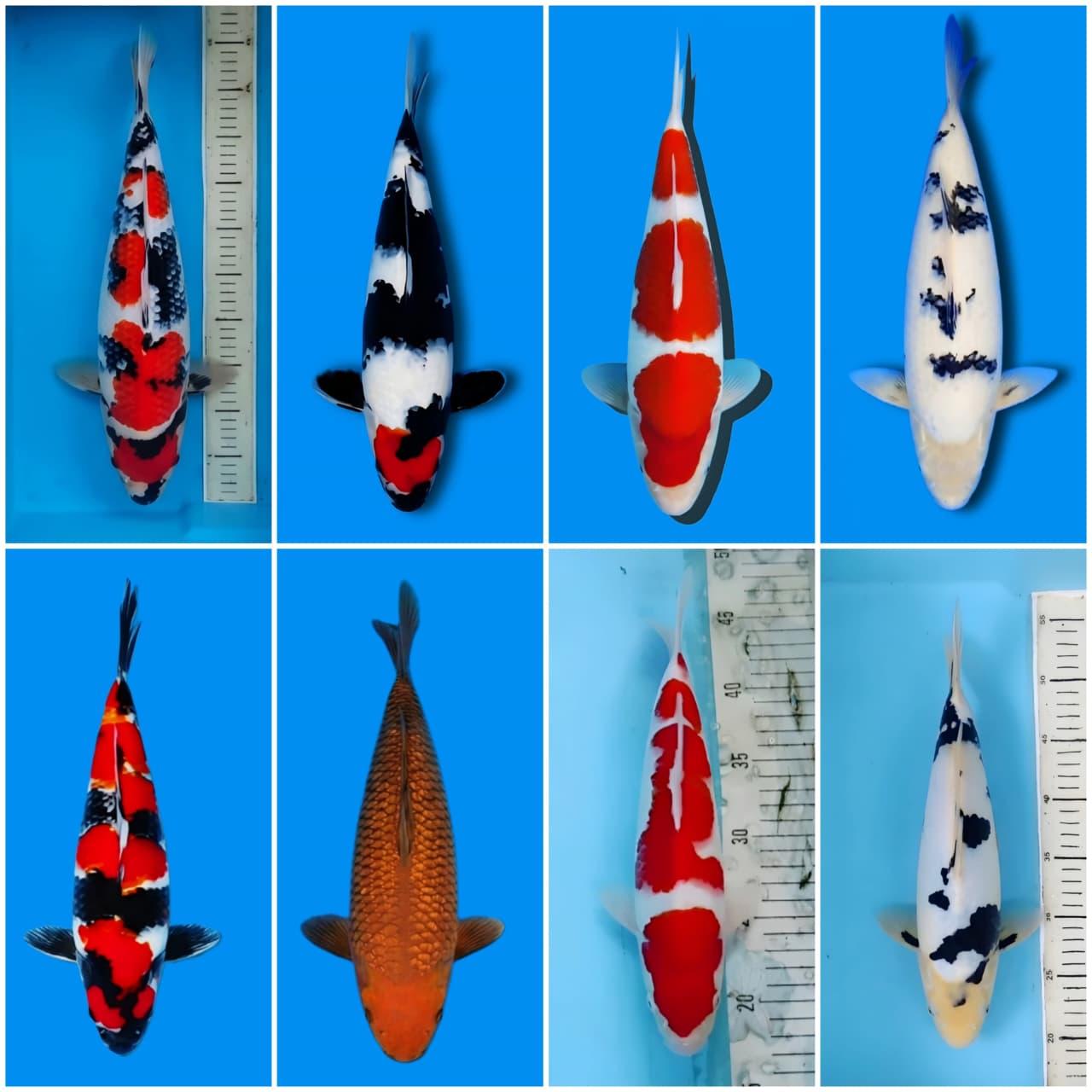 Lelang Koi Online, Jual Beli Ikan Koi, Pasar Koi Terbaik, Agen Lelang Koi, Penawaran Koi Berkualitas, Harga Jual Koi, Lelang Ikan Koi Import, Beli Koi Online, Jual Koi Murah, Koi Showroom, Penjual Koi Terpercaya, Lelang Koi Jakarta, Jual Koi Lokal, Koi Kualitas Unggul, Harga Terbaik Koi, Jual Koi Indukan, Lelang Ikan Hias Koi, Pasar Koi Indonesia, Beli Koi Berkualitas Tinggi, Koi Farm Terbesar, Jual Beli Koi Impor, Lelang Ikan Koi Kualitas Premium, Daftar Harga Koi Terbaru, Pusat Jual Beli Koi, Info Lelang Koi Hari Ini.