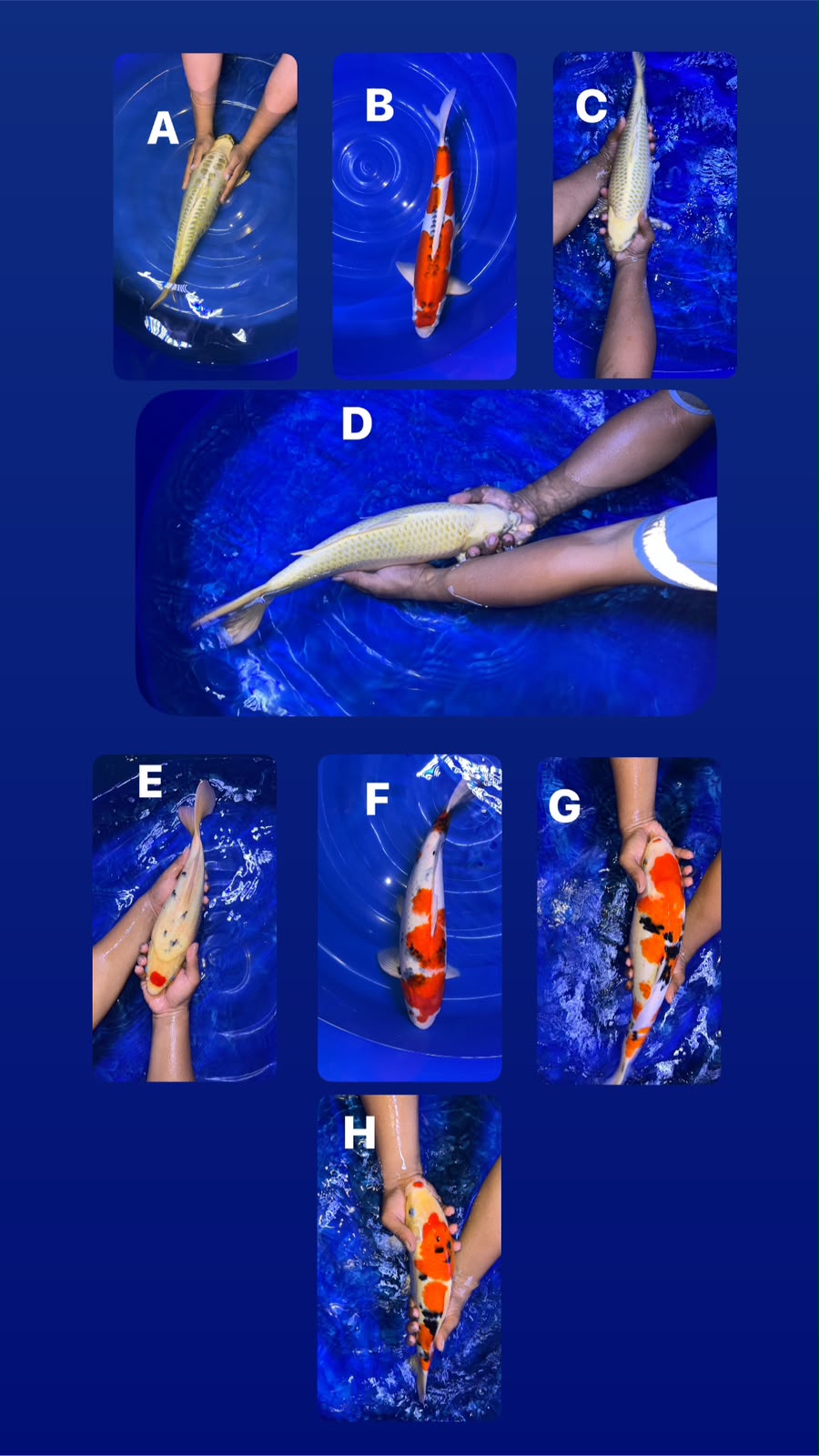 Lelang Koi Online, Jual Beli Ikan Koi, Pasar Koi Terbaik, Agen Lelang Koi, Penawaran Koi Berkualitas, Harga Jual Koi, Lelang Ikan Koi Import, Beli Koi Online, Jual Koi Murah, Koi Showroom, Penjual Koi Terpercaya, Lelang Koi Jakarta, Jual Koi Lokal, Koi Kualitas Unggul, Harga Terbaik Koi, Jual Koi Indukan, Lelang Ikan Hias Koi, Pasar Koi Indonesia, Beli Koi Berkualitas Tinggi, Koi Farm Terbesar, Jual Beli Koi Impor, Lelang Ikan Koi Kualitas Premium, Daftar Harga Koi Terbaru, Pusat Jual Beli Koi, Info Lelang Koi Hari Ini.