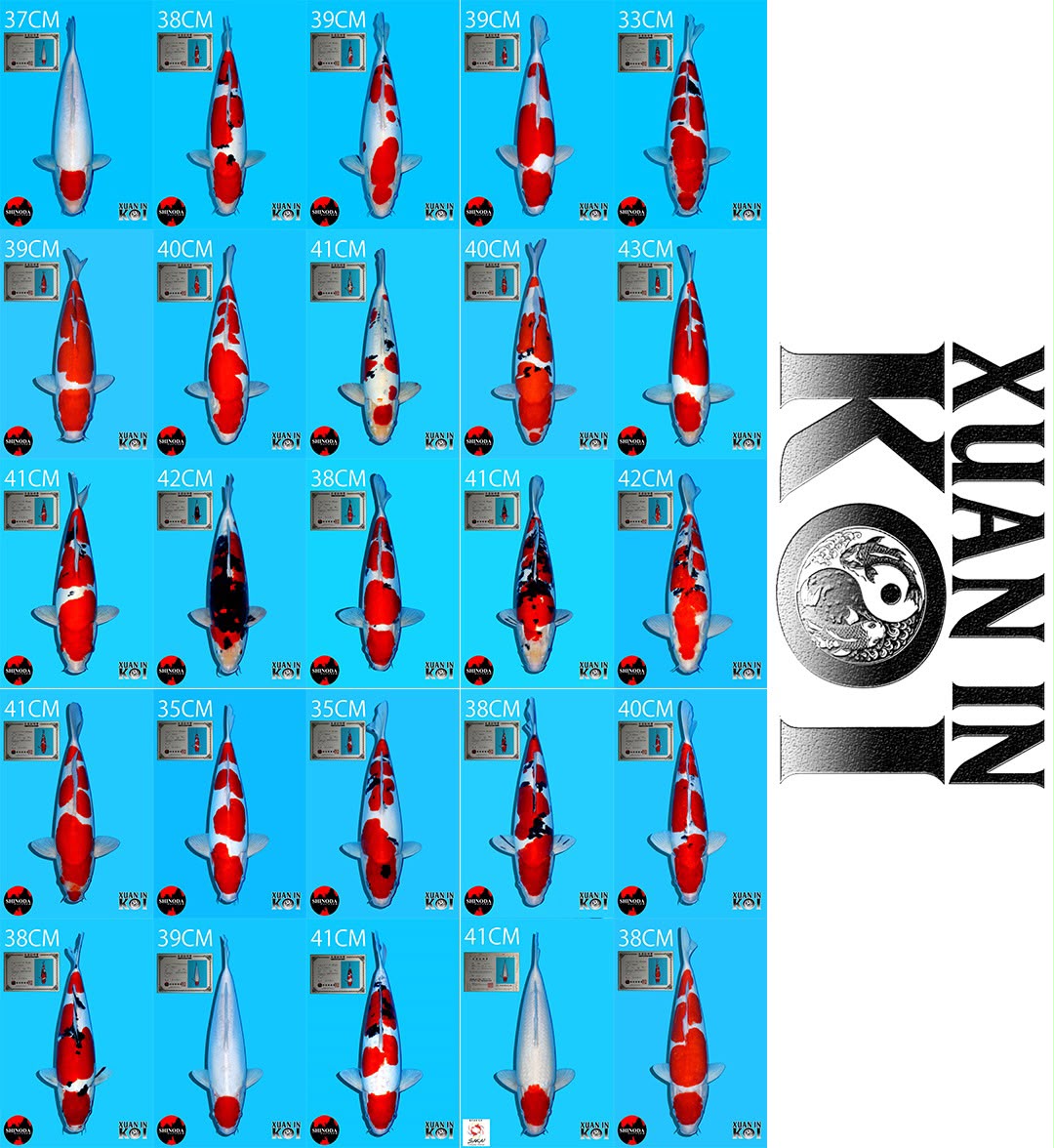 Lelang Koi Online, Jual Beli Ikan Koi, Pasar Koi Terbaik, Agen Lelang Koi, Penawaran Koi Berkualitas, Harga Jual Koi, Lelang Ikan Koi Import, Beli Koi Online, Jual Koi Murah, Koi Showroom, Penjual Koi Terpercaya, Lelang Koi Jakarta, Jual Koi Lokal, Koi Kualitas Unggul, Harga Terbaik Koi, Jual Koi Indukan, Lelang Ikan Hias Koi, Pasar Koi Indonesia, Beli Koi Berkualitas Tinggi, Koi Farm Terbesar, Jual Beli Koi Impor, Lelang Ikan Koi Kualitas Premium, Daftar Harga Koi Terbaru, Pusat Jual Beli Koi, Info Lelang Koi Hari Ini.