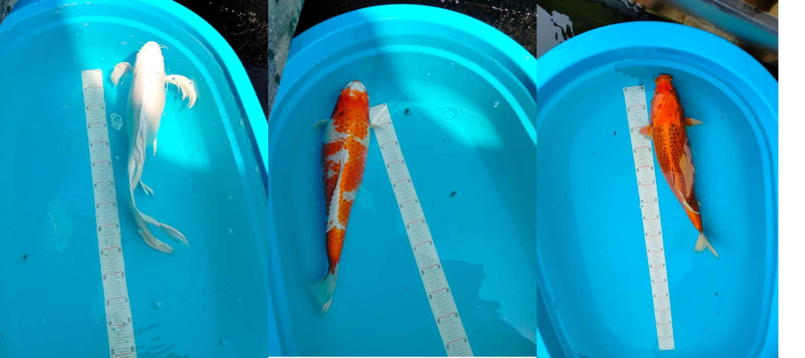Lelang Koi Online, Jual Beli Ikan Koi, Pasar Koi Terbaik, Agen Lelang Koi, Penawaran Koi Berkualitas, Harga Jual Koi, Lelang Ikan Koi Import, Beli Koi Online, Jual Koi Murah, Koi Showroom, Penjual Koi Terpercaya, Lelang Koi Jakarta, Jual Koi Lokal, Koi Kualitas Unggul, Harga Terbaik Koi, Jual Koi Indukan, Lelang Ikan Hias Koi, Pasar Koi Indonesia, Beli Koi Berkualitas Tinggi, Koi Farm Terbesar, Jual Beli Koi Impor, Lelang Ikan Koi Kualitas Premium, Daftar Harga Koi Terbaru, Pusat Jual Beli Koi, Info Lelang Koi Hari Ini.