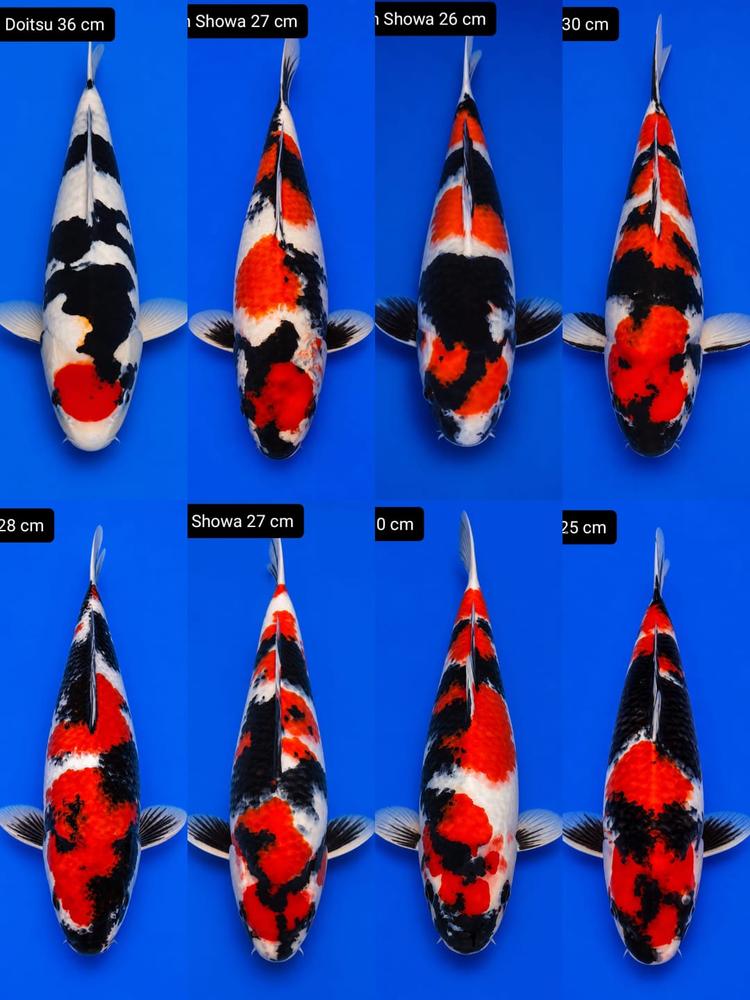 Lelang Koi Online, Jual Beli Ikan Koi, Pasar Koi Terbaik, Agen Lelang Koi, Penawaran Koi Berkualitas, Harga Jual Koi, Lelang Ikan Koi Import, Beli Koi Online, Jual Koi Murah, Koi Showroom, Penjual Koi Terpercaya, Lelang Koi Jakarta, Jual Koi Lokal, Koi Kualitas Unggul, Harga Terbaik Koi, Jual Koi Indukan, Lelang Ikan Hias Koi, Pasar Koi Indonesia, Beli Koi Berkualitas Tinggi, Koi Farm Terbesar, Jual Beli Koi Impor, Lelang Ikan Koi Kualitas Premium, Daftar Harga Koi Terbaru, Pusat Jual Beli Koi, Info Lelang Koi Hari Ini.
