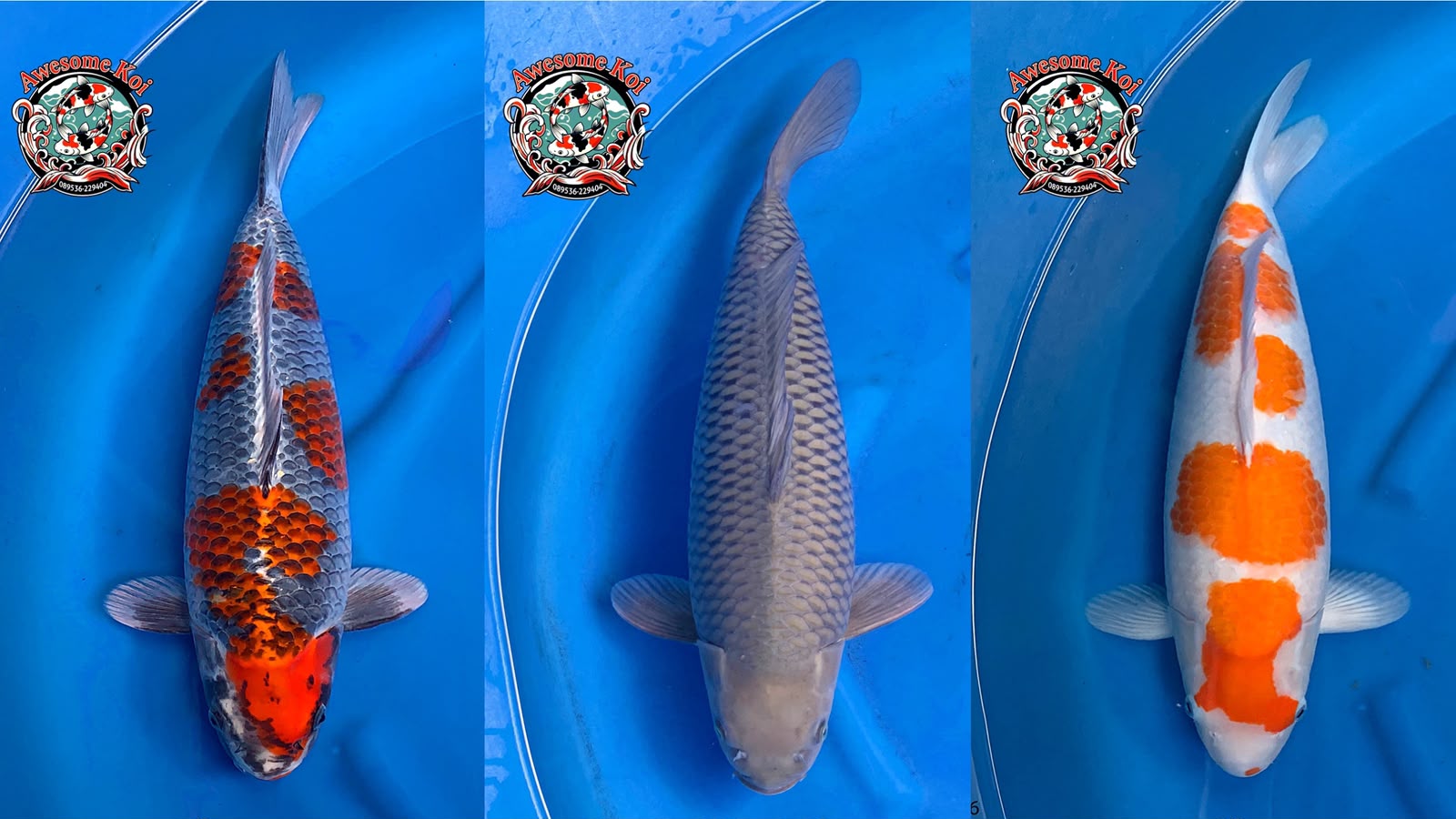 Lelang Koi Online, Jual Beli Ikan Koi, Pasar Koi Terbaik, Agen Lelang Koi, Penawaran Koi Berkualitas, Harga Jual Koi, Lelang Ikan Koi Import, Beli Koi Online, Jual Koi Murah, Koi Showroom, Penjual Koi Terpercaya, Lelang Koi Jakarta, Jual Koi Lokal, Koi Kualitas Unggul, Harga Terbaik Koi, Jual Koi Indukan, Lelang Ikan Hias Koi, Pasar Koi Indonesia, Beli Koi Berkualitas Tinggi, Koi Farm Terbesar, Jual Beli Koi Impor, Lelang Ikan Koi Kualitas Premium, Daftar Harga Koi Terbaru, Pusat Jual Beli Koi, Info Lelang Koi Hari Ini.