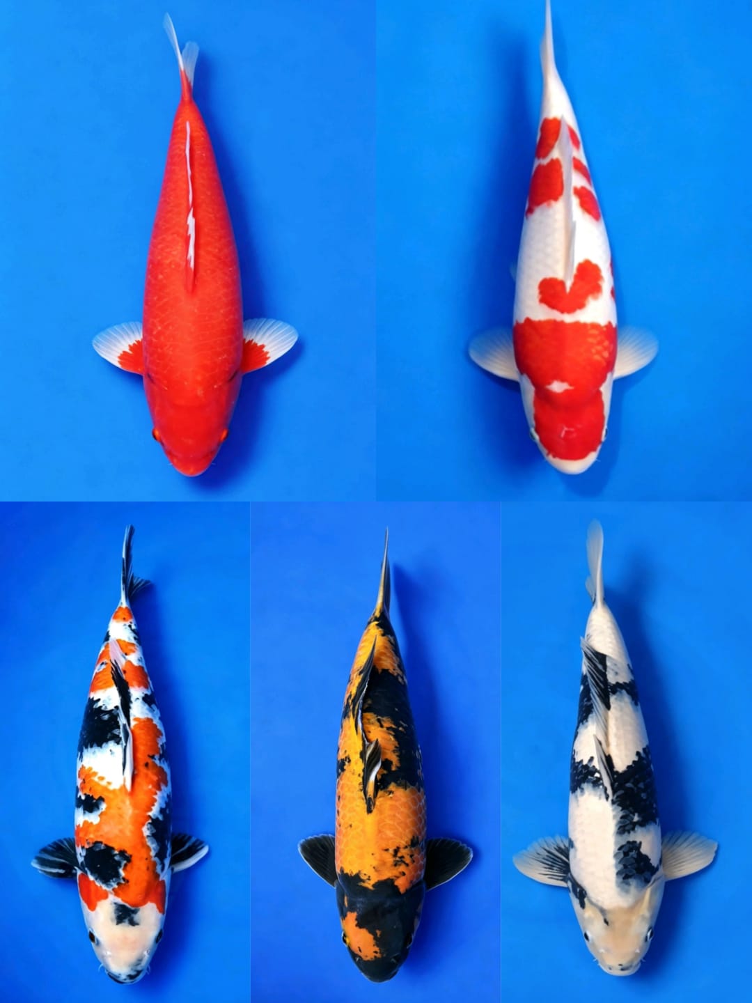 Lelang Koi Online, Jual Beli Ikan Koi, Pasar Koi Terbaik, Agen Lelang Koi, Penawaran Koi Berkualitas, Harga Jual Koi, Lelang Ikan Koi Import, Beli Koi Online, Jual Koi Murah, Koi Showroom, Penjual Koi Terpercaya, Lelang Koi Jakarta, Jual Koi Lokal, Koi Kualitas Unggul, Harga Terbaik Koi, Jual Koi Indukan, Lelang Ikan Hias Koi, Pasar Koi Indonesia, Beli Koi Berkualitas Tinggi, Koi Farm Terbesar, Jual Beli Koi Impor, Lelang Ikan Koi Kualitas Premium, Daftar Harga Koi Terbaru, Pusat Jual Beli Koi, Info Lelang Koi Hari Ini.