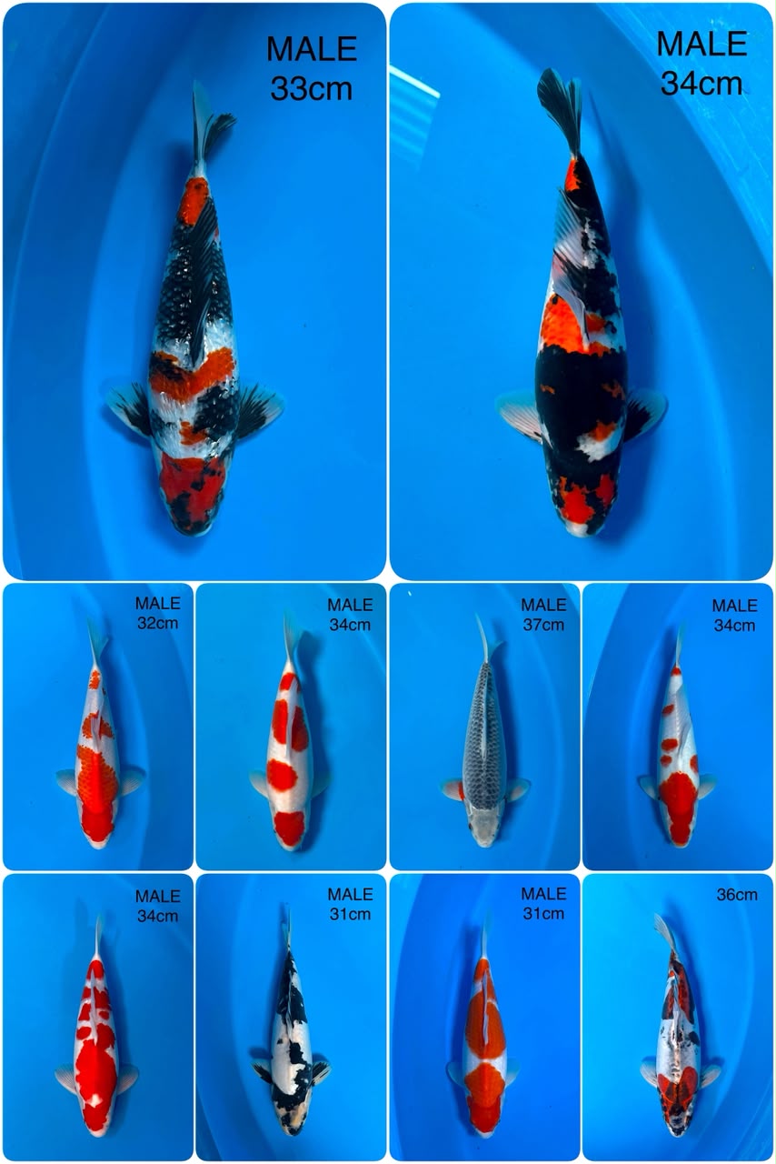 Lelang Koi Online, Jual Beli Ikan Koi, Pasar Koi Terbaik, Agen Lelang Koi, Penawaran Koi Berkualitas, Harga Jual Koi, Lelang Ikan Koi Import, Beli Koi Online, Jual Koi Murah, Koi Showroom, Penjual Koi Terpercaya, Lelang Koi Jakarta, Jual Koi Lokal, Koi Kualitas Unggul, Harga Terbaik Koi, Jual Koi Indukan, Lelang Ikan Hias Koi, Pasar Koi Indonesia, Beli Koi Berkualitas Tinggi, Koi Farm Terbesar, Jual Beli Koi Impor, Lelang Ikan Koi Kualitas Premium, Daftar Harga Koi Terbaru, Pusat Jual Beli Koi, Info Lelang Koi Hari Ini.