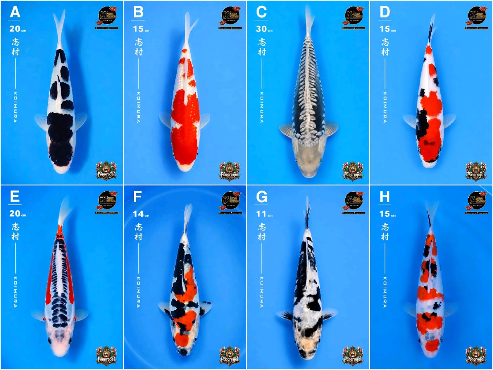 Lelang Koi Online, Jual Beli Ikan Koi, Pasar Koi Terbaik, Agen Lelang Koi, Penawaran Koi Berkualitas, Harga Jual Koi, Lelang Ikan Koi Import, Beli Koi Online, Jual Koi Murah, Koi Showroom, Penjual Koi Terpercaya, Lelang Koi Jakarta, Jual Koi Lokal, Koi Kualitas Unggul, Harga Terbaik Koi, Jual Koi Indukan, Lelang Ikan Hias Koi, Pasar Koi Indonesia, Beli Koi Berkualitas Tinggi, Koi Farm Terbesar, Jual Beli Koi Impor, Lelang Ikan Koi Kualitas Premium, Daftar Harga Koi Terbaru, Pusat Jual Beli Koi, Info Lelang Koi Hari Ini.