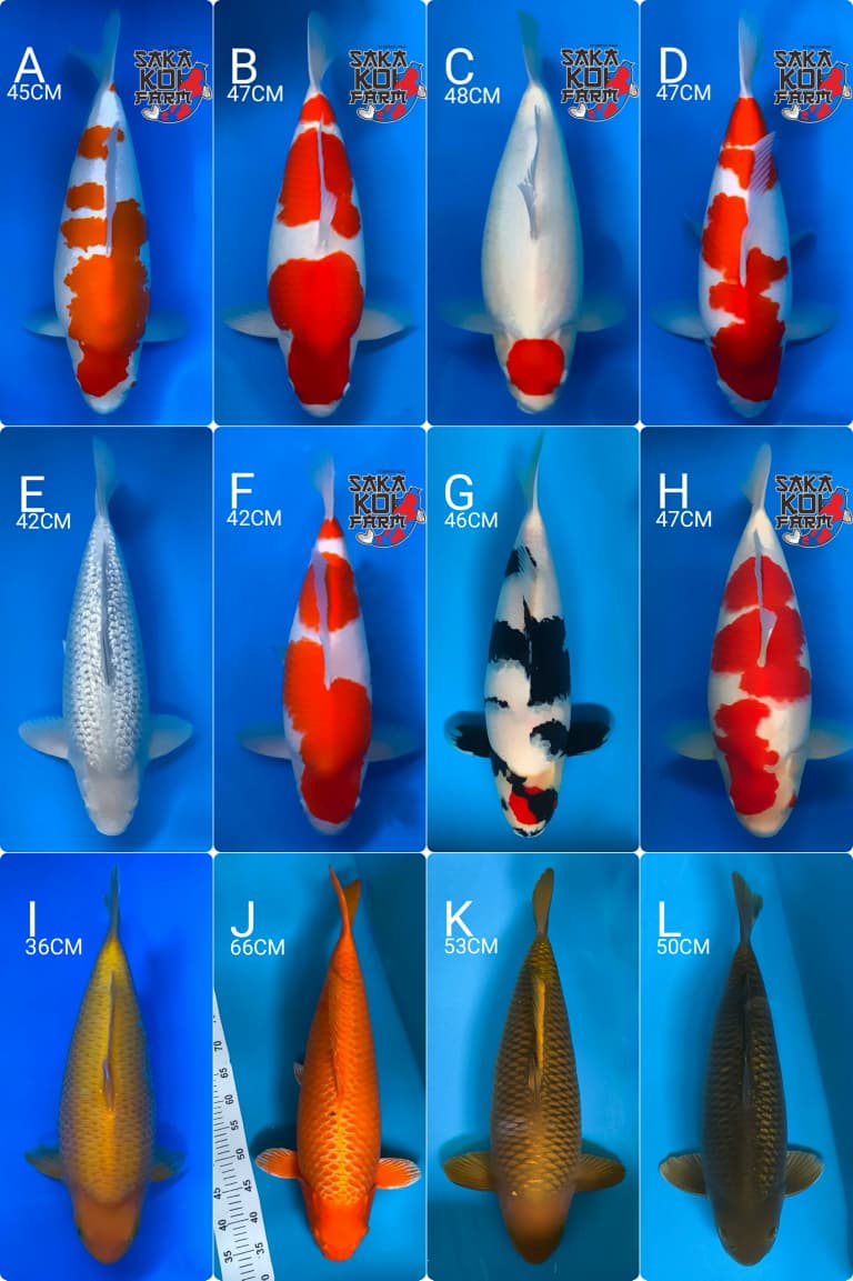 Lelang Koi Online, Jual Beli Ikan Koi, Pasar Koi Terbaik, Agen Lelang Koi, Penawaran Koi Berkualitas, Harga Jual Koi, Lelang Ikan Koi Import, Beli Koi Online, Jual Koi Murah, Koi Showroom, Penjual Koi Terpercaya, Lelang Koi Jakarta, Jual Koi Lokal, Koi Kualitas Unggul, Harga Terbaik Koi, Jual Koi Indukan, Lelang Ikan Hias Koi, Pasar Koi Indonesia, Beli Koi Berkualitas Tinggi, Koi Farm Terbesar, Jual Beli Koi Impor, Lelang Ikan Koi Kualitas Premium, Daftar Harga Koi Terbaru, Pusat Jual Beli Koi, Info Lelang Koi Hari Ini.