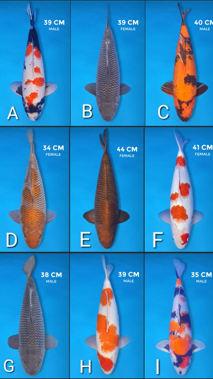 Lelang Koi Online, Jual Beli Ikan Koi, Pasar Koi Terbaik, Agen Lelang Koi, Penawaran Koi Berkualitas, Harga Jual Koi, Lelang Ikan Koi Import, Beli Koi Online, Jual Koi Murah, Koi Showroom, Penjual Koi Terpercaya, Lelang Koi Jakarta, Jual Koi Lokal, Koi Kualitas Unggul, Harga Terbaik Koi, Jual Koi Indukan, Lelang Ikan Hias Koi, Pasar Koi Indonesia, Beli Koi Berkualitas Tinggi, Koi Farm Terbesar, Jual Beli Koi Impor, Lelang Ikan Koi Kualitas Premium, Daftar Harga Koi Terbaru, Pusat Jual Beli Koi, Info Lelang Koi Hari Ini.