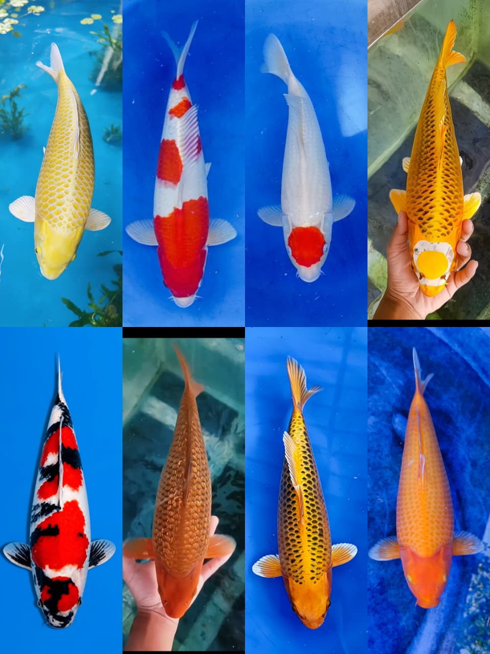 Lelang Koi Online, Jual Beli Ikan Koi, Pasar Koi Terbaik, Agen Lelang Koi, Penawaran Koi Berkualitas, Harga Jual Koi, Lelang Ikan Koi Import, Beli Koi Online, Jual Koi Murah, Koi Showroom, Penjual Koi Terpercaya, Lelang Koi Jakarta, Jual Koi Lokal, Koi Kualitas Unggul, Harga Terbaik Koi, Jual Koi Indukan, Lelang Ikan Hias Koi, Pasar Koi Indonesia, Beli Koi Berkualitas Tinggi, Koi Farm Terbesar, Jual Beli Koi Impor, Lelang Ikan Koi Kualitas Premium, Daftar Harga Koi Terbaru, Pusat Jual Beli Koi, Info Lelang Koi Hari Ini.