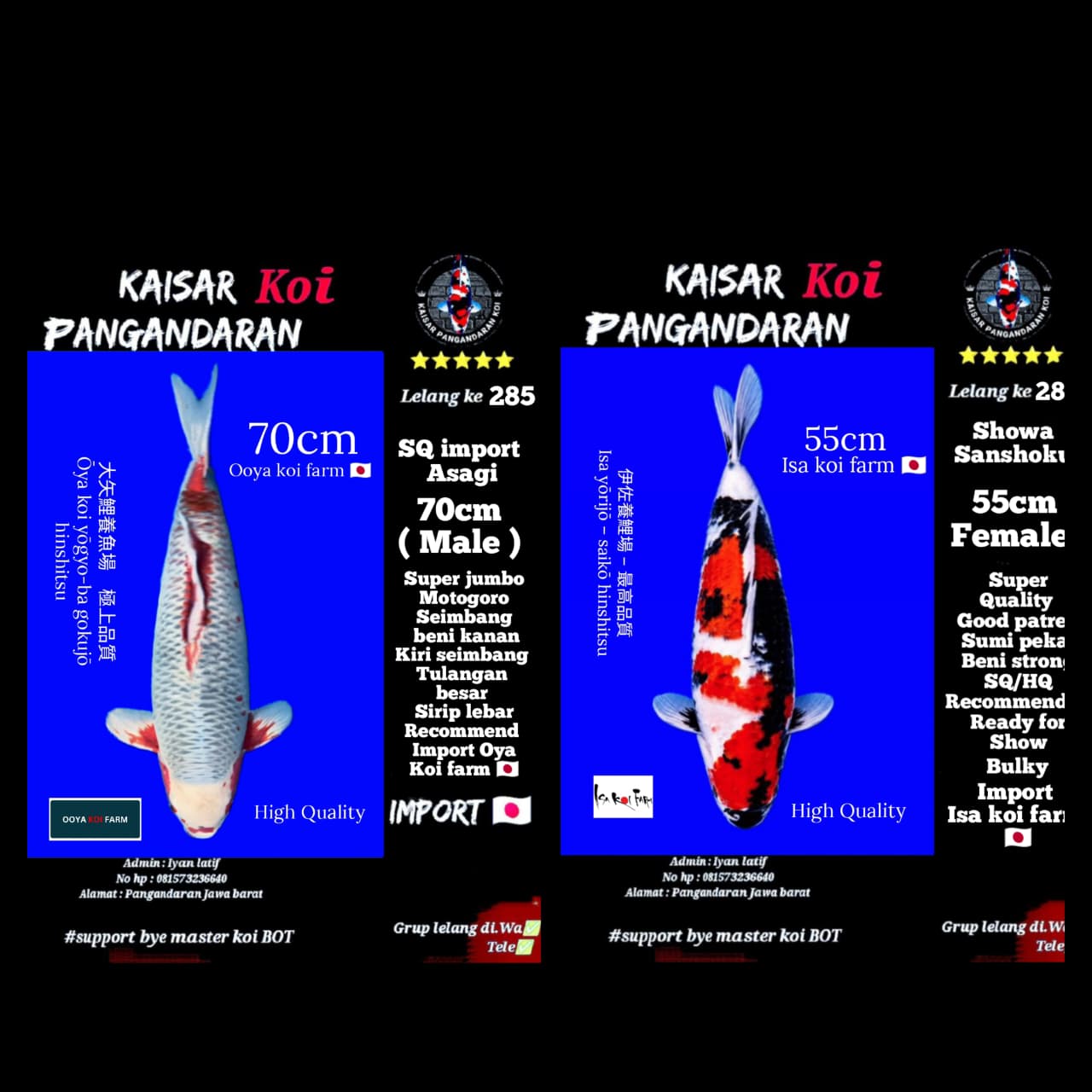 Lelang Koi Online, Jual Beli Ikan Koi, Pasar Koi Terbaik, Agen Lelang Koi, Penawaran Koi Berkualitas, Harga Jual Koi, Lelang Ikan Koi Import, Beli Koi Online, Jual Koi Murah, Koi Showroom, Penjual Koi Terpercaya, Lelang Koi Jakarta, Jual Koi Lokal, Koi Kualitas Unggul, Harga Terbaik Koi, Jual Koi Indukan, Lelang Ikan Hias Koi, Pasar Koi Indonesia, Beli Koi Berkualitas Tinggi, Koi Farm Terbesar, Jual Beli Koi Impor, Lelang Ikan Koi Kualitas Premium, Daftar Harga Koi Terbaru, Pusat Jual Beli Koi, Info Lelang Koi Hari Ini.