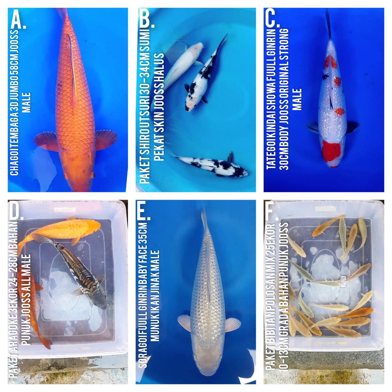Lelang Koi Online, Jual Beli Ikan Koi, Pasar Koi Terbaik, Agen Lelang Koi, Penawaran Koi Berkualitas, Harga Jual Koi, Lelang Ikan Koi Import, Beli Koi Online, Jual Koi Murah, Koi Showroom, Penjual Koi Terpercaya, Lelang Koi Jakarta, Jual Koi Lokal, Koi Kualitas Unggul, Harga Terbaik Koi, Jual Koi Indukan, Lelang Ikan Hias Koi, Pasar Koi Indonesia, Beli Koi Berkualitas Tinggi, Koi Farm Terbesar, Jual Beli Koi Impor, Lelang Ikan Koi Kualitas Premium, Daftar Harga Koi Terbaru, Pusat Jual Beli Koi, Info Lelang Koi Hari Ini.