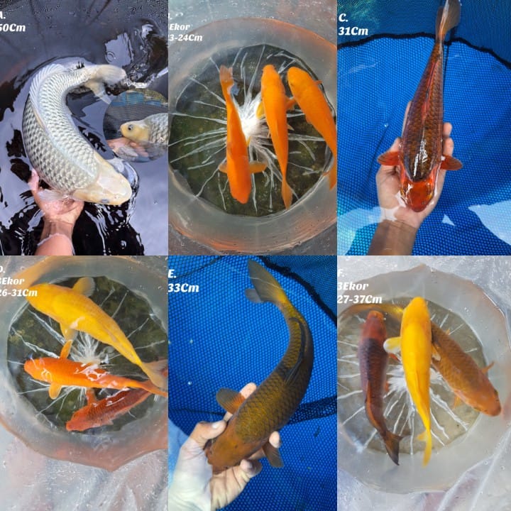 Lelang Koi Online, Jual Beli Ikan Koi, Pasar Koi Terbaik, Agen Lelang Koi, Penawaran Koi Berkualitas, Harga Jual Koi, Lelang Ikan Koi Import, Beli Koi Online, Jual Koi Murah, Koi Showroom, Penjual Koi Terpercaya, Lelang Koi Jakarta, Jual Koi Lokal, Koi Kualitas Unggul, Harga Terbaik Koi, Jual Koi Indukan, Lelang Ikan Hias Koi, Pasar Koi Indonesia, Beli Koi Berkualitas Tinggi, Koi Farm Terbesar, Jual Beli Koi Impor, Lelang Ikan Koi Kualitas Premium, Daftar Harga Koi Terbaru, Pusat Jual Beli Koi, Info Lelang Koi Hari Ini.