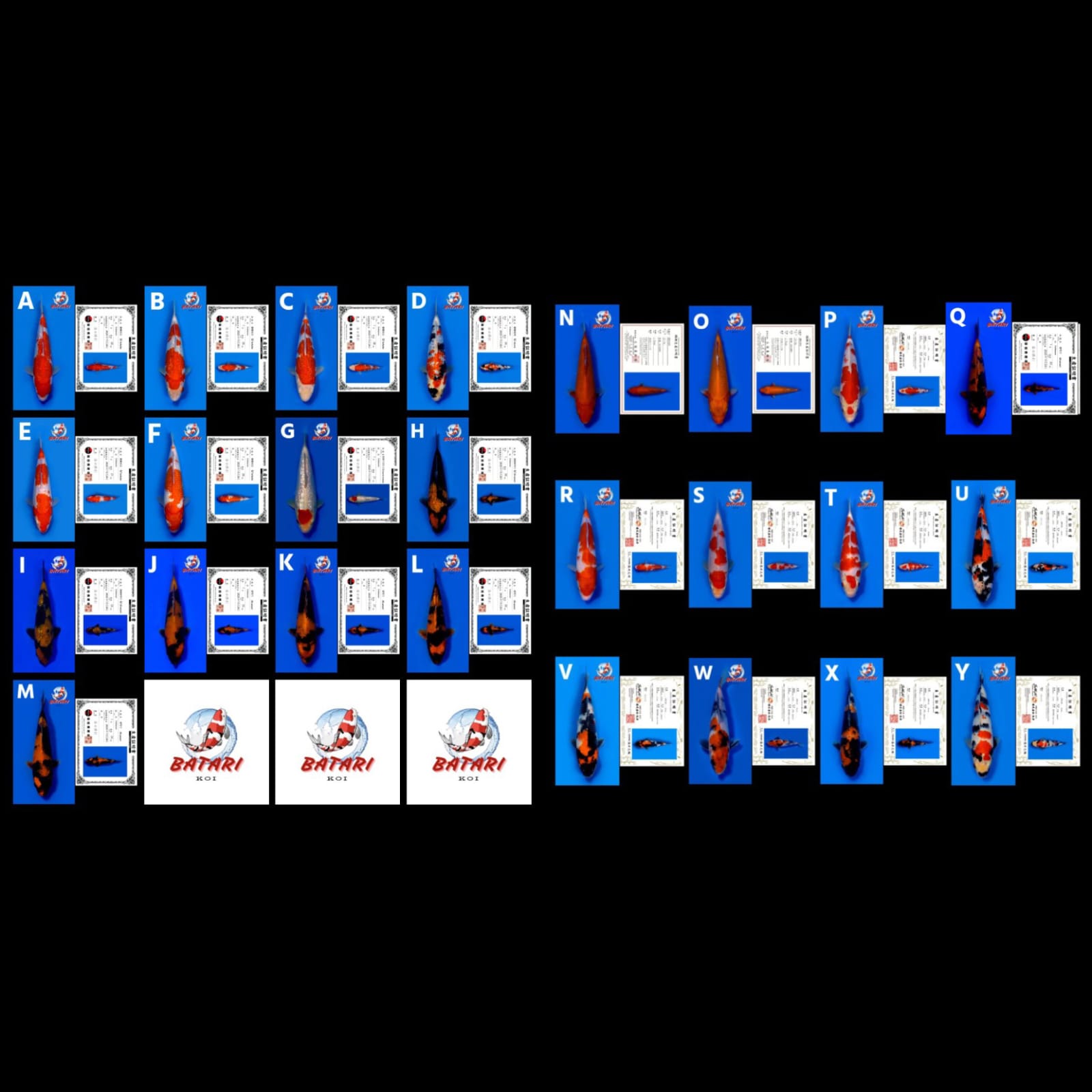 Lelang Koi Online, Jual Beli Ikan Koi, Pasar Koi Terbaik, Agen Lelang Koi, Penawaran Koi Berkualitas, Harga Jual Koi, Lelang Ikan Koi Import, Beli Koi Online, Jual Koi Murah, Koi Showroom, Penjual Koi Terpercaya, Lelang Koi Jakarta, Jual Koi Lokal, Koi Kualitas Unggul, Harga Terbaik Koi, Jual Koi Indukan, Lelang Ikan Hias Koi, Pasar Koi Indonesia, Beli Koi Berkualitas Tinggi, Koi Farm Terbesar, Jual Beli Koi Impor, Lelang Ikan Koi Kualitas Premium, Daftar Harga Koi Terbaru, Pusat Jual Beli Koi, Info Lelang Koi Hari Ini.