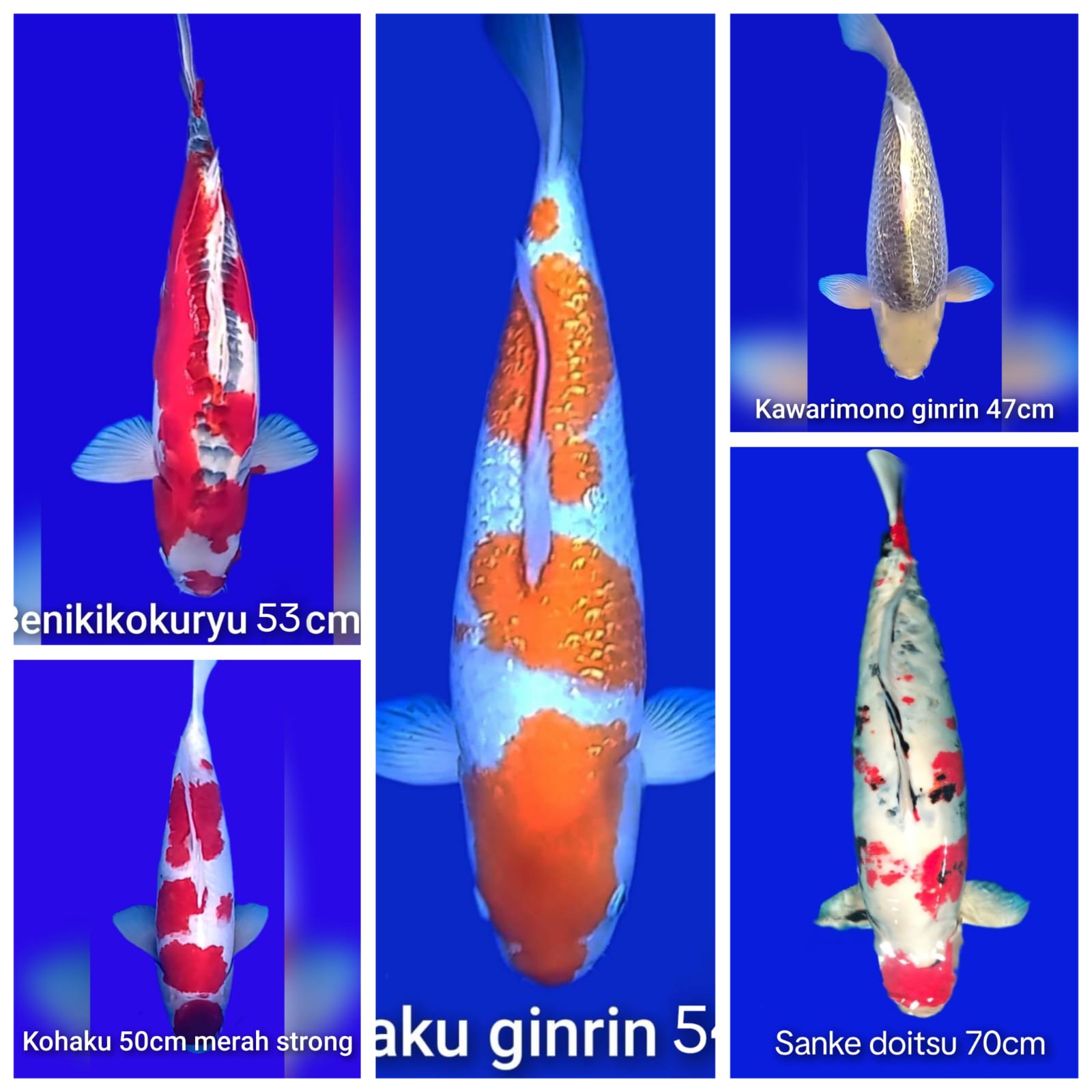 Lelang Koi Online, Jual Beli Ikan Koi, Pasar Koi Terbaik, Agen Lelang Koi, Penawaran Koi Berkualitas, Harga Jual Koi, Lelang Ikan Koi Import, Beli Koi Online, Jual Koi Murah, Koi Showroom, Penjual Koi Terpercaya, Lelang Koi Jakarta, Jual Koi Lokal, Koi Kualitas Unggul, Harga Terbaik Koi, Jual Koi Indukan, Lelang Ikan Hias Koi, Pasar Koi Indonesia, Beli Koi Berkualitas Tinggi, Koi Farm Terbesar, Jual Beli Koi Impor, Lelang Ikan Koi Kualitas Premium, Daftar Harga Koi Terbaru, Pusat Jual Beli Koi, Info Lelang Koi Hari Ini.
