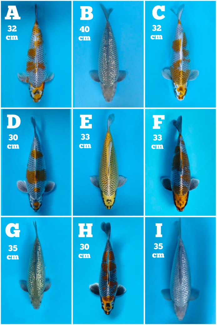 Lelang Koi Online, Jual Beli Ikan Koi, Pasar Koi Terbaik, Agen Lelang Koi, Penawaran Koi Berkualitas, Harga Jual Koi, Lelang Ikan Koi Import, Beli Koi Online, Jual Koi Murah, Koi Showroom, Penjual Koi Terpercaya, Lelang Koi Jakarta, Jual Koi Lokal, Koi Kualitas Unggul, Harga Terbaik Koi, Jual Koi Indukan, Lelang Ikan Hias Koi, Pasar Koi Indonesia, Beli Koi Berkualitas Tinggi, Koi Farm Terbesar, Jual Beli Koi Impor, Lelang Ikan Koi Kualitas Premium, Daftar Harga Koi Terbaru, Pusat Jual Beli Koi, Info Lelang Koi Hari Ini.